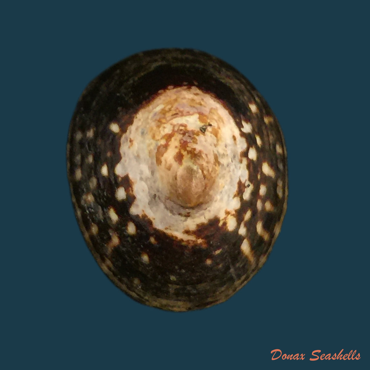 copia-de-lottia-orbignyi-dall-1909-24-6mm
