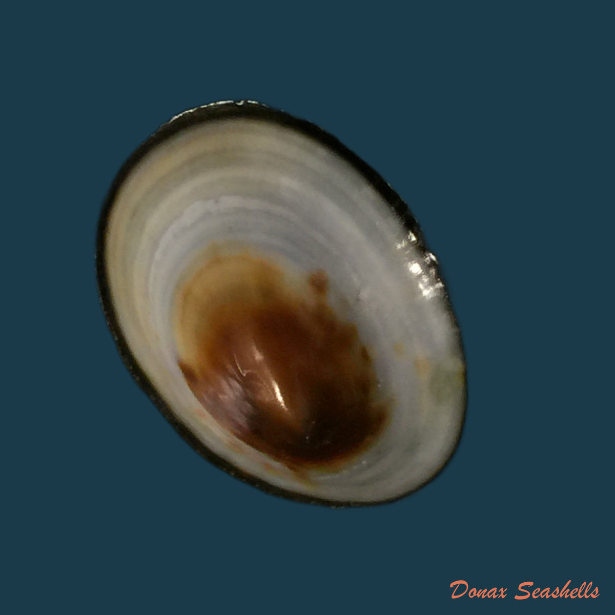 copia-de-lottia-orbignyi-dall-1909-24-6mm