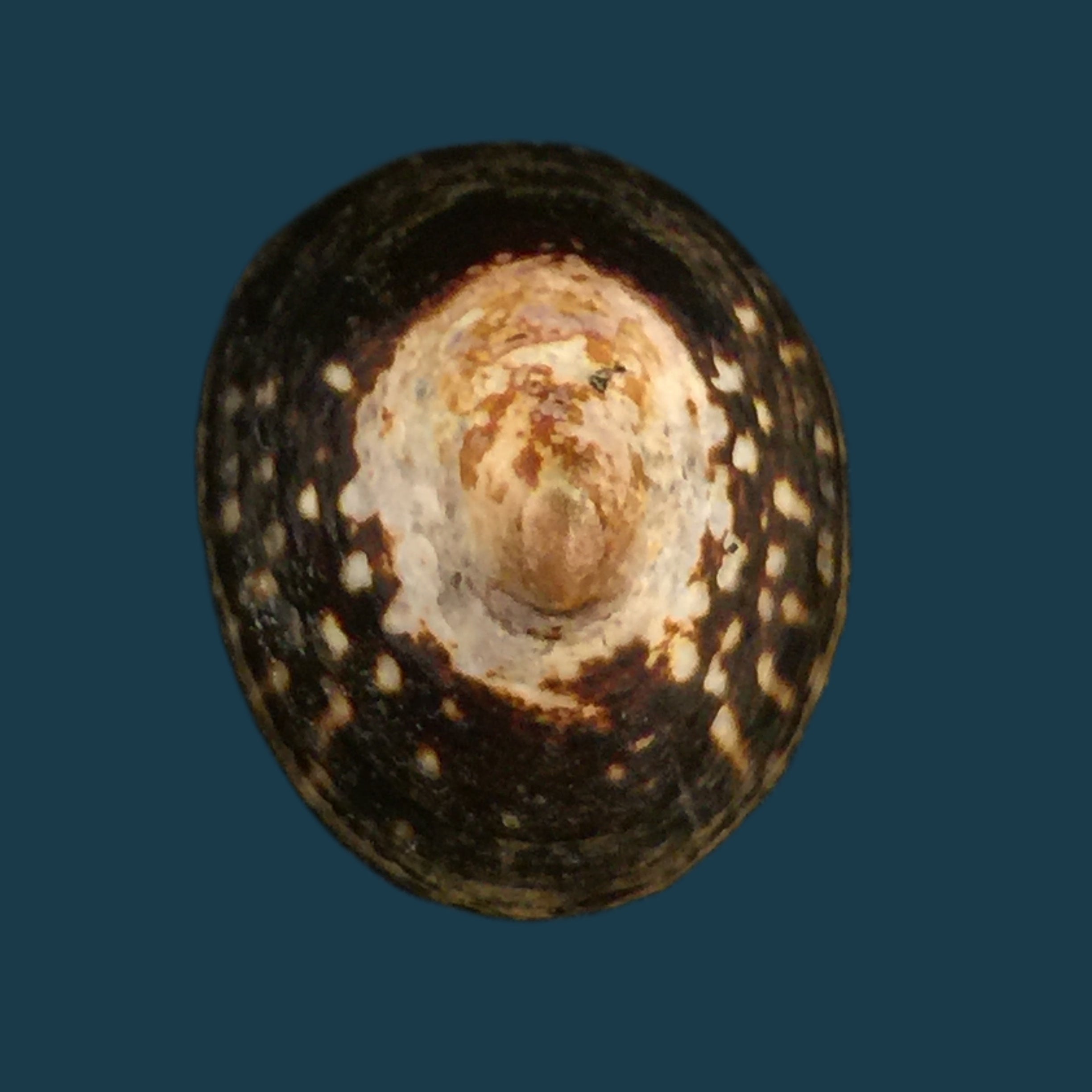 Lottia orbignyi (Dall, 1909) - 25,5mm