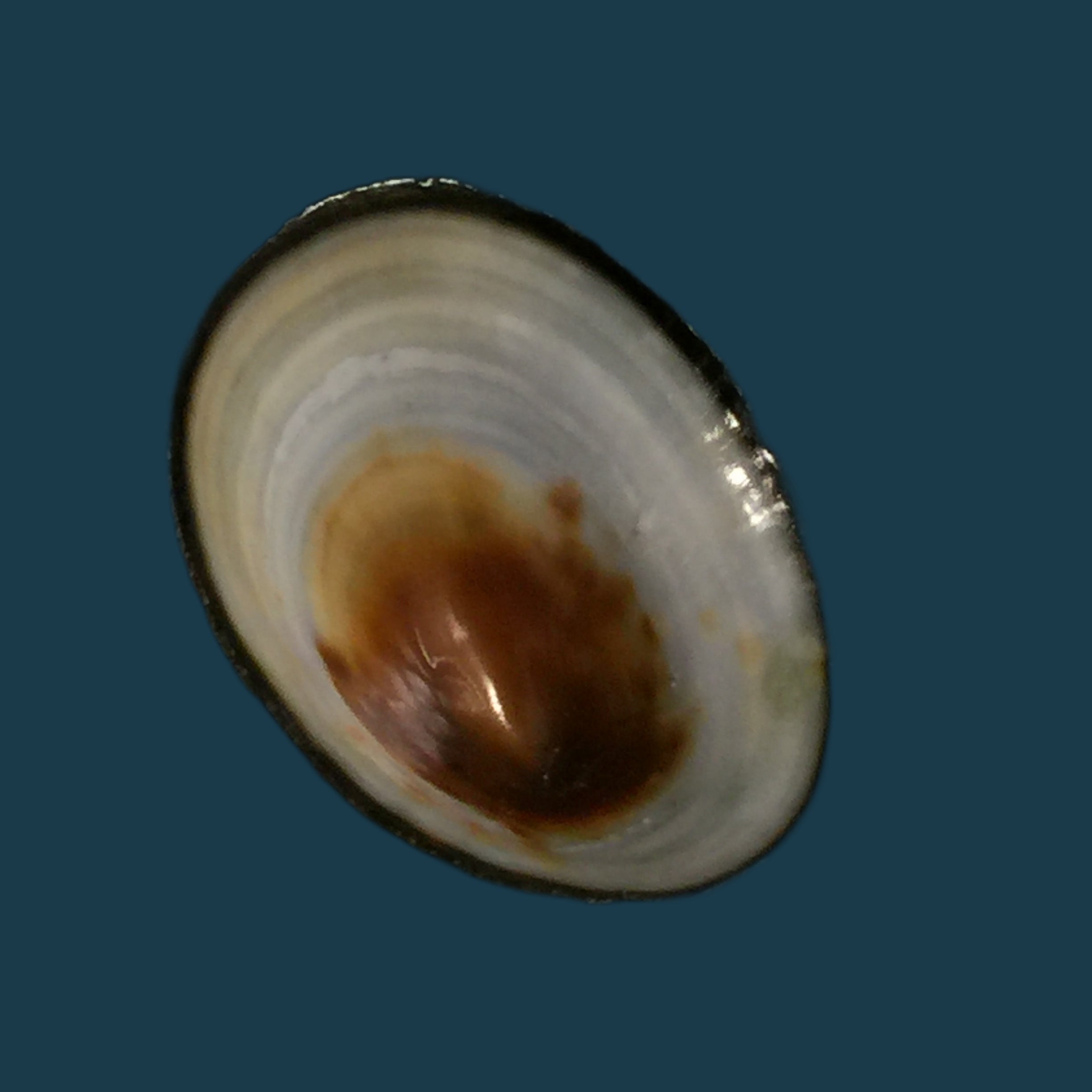 Lottia orbignyi (Dall, 1909) - 25,5mm