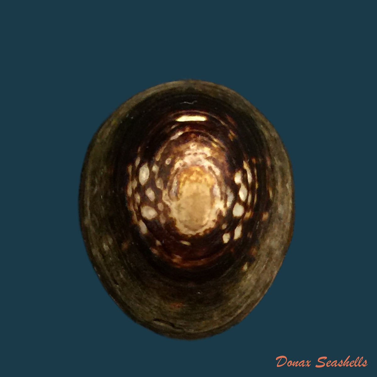 copia-de-lottia-orbignyi-dall-1909-25-5mm-1