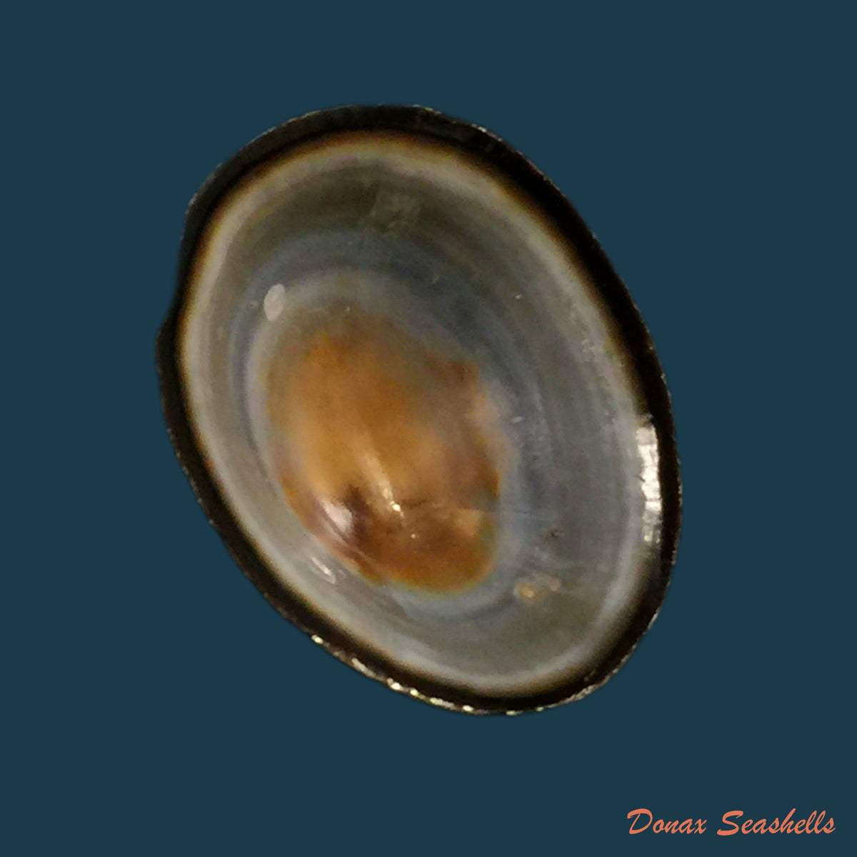 copia-de-lottia-orbignyi-dall-1909-25-5mm-1