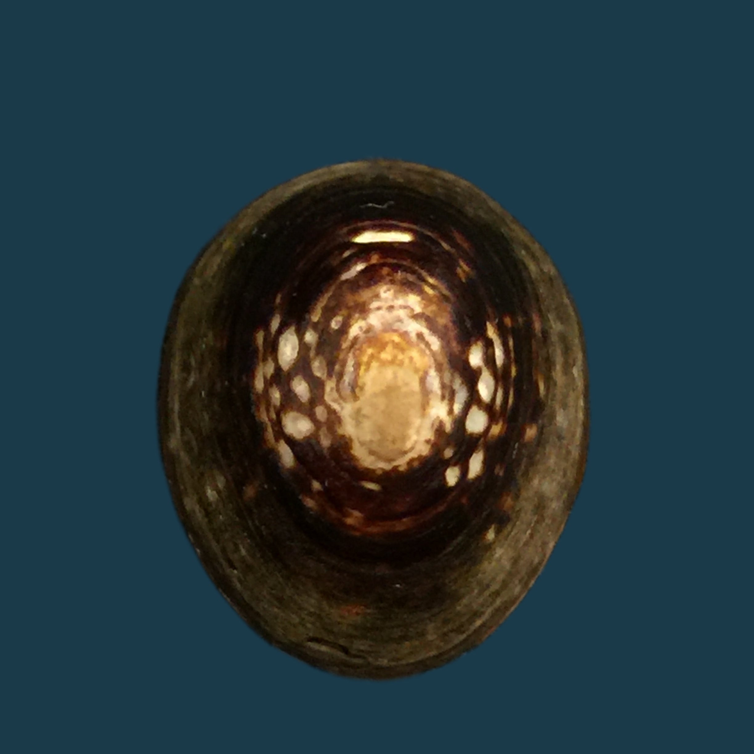 Lottia orbignyi (Dall, 1909) - 23,9mm