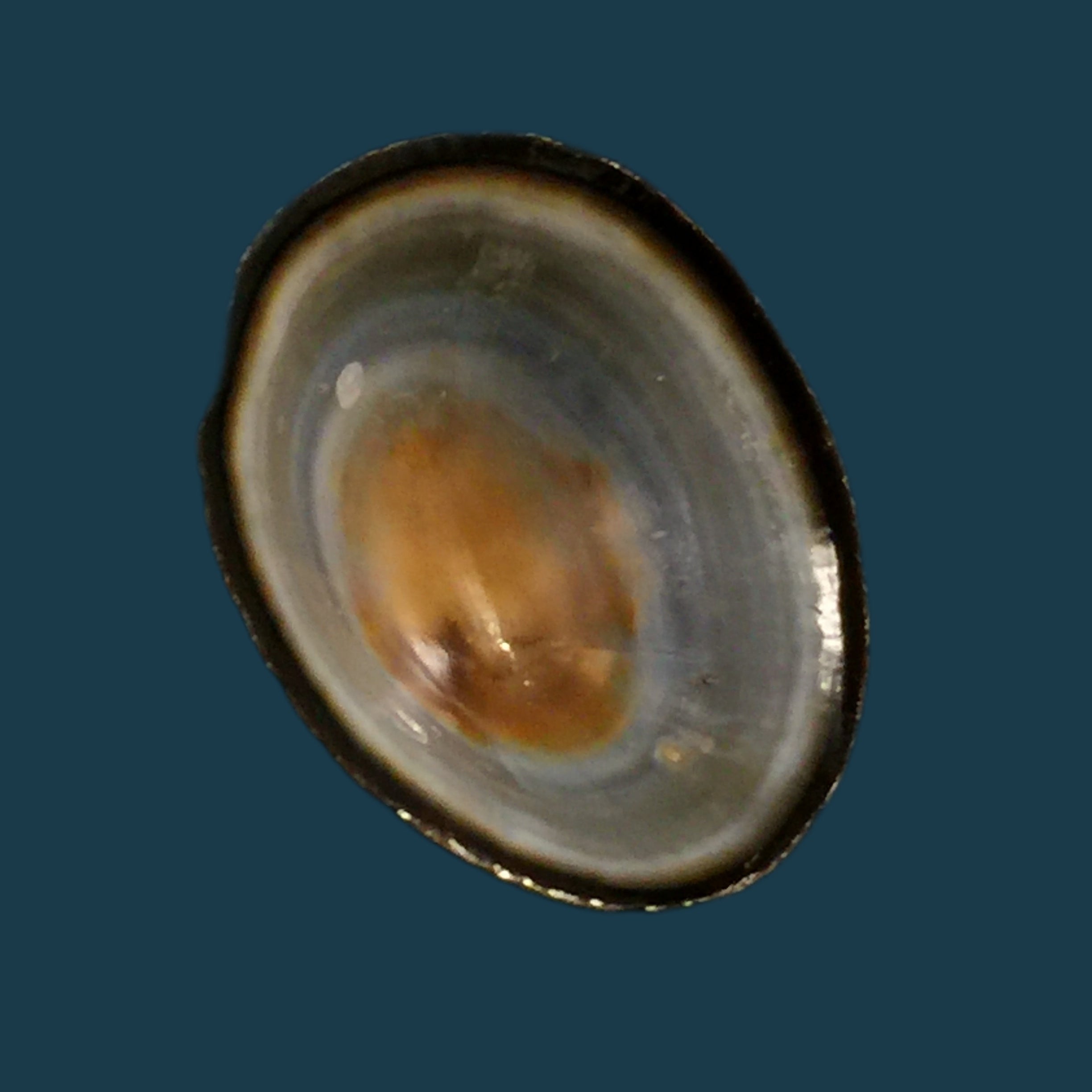 Lottia orbignyi (Dall, 1909) - 23,9mm