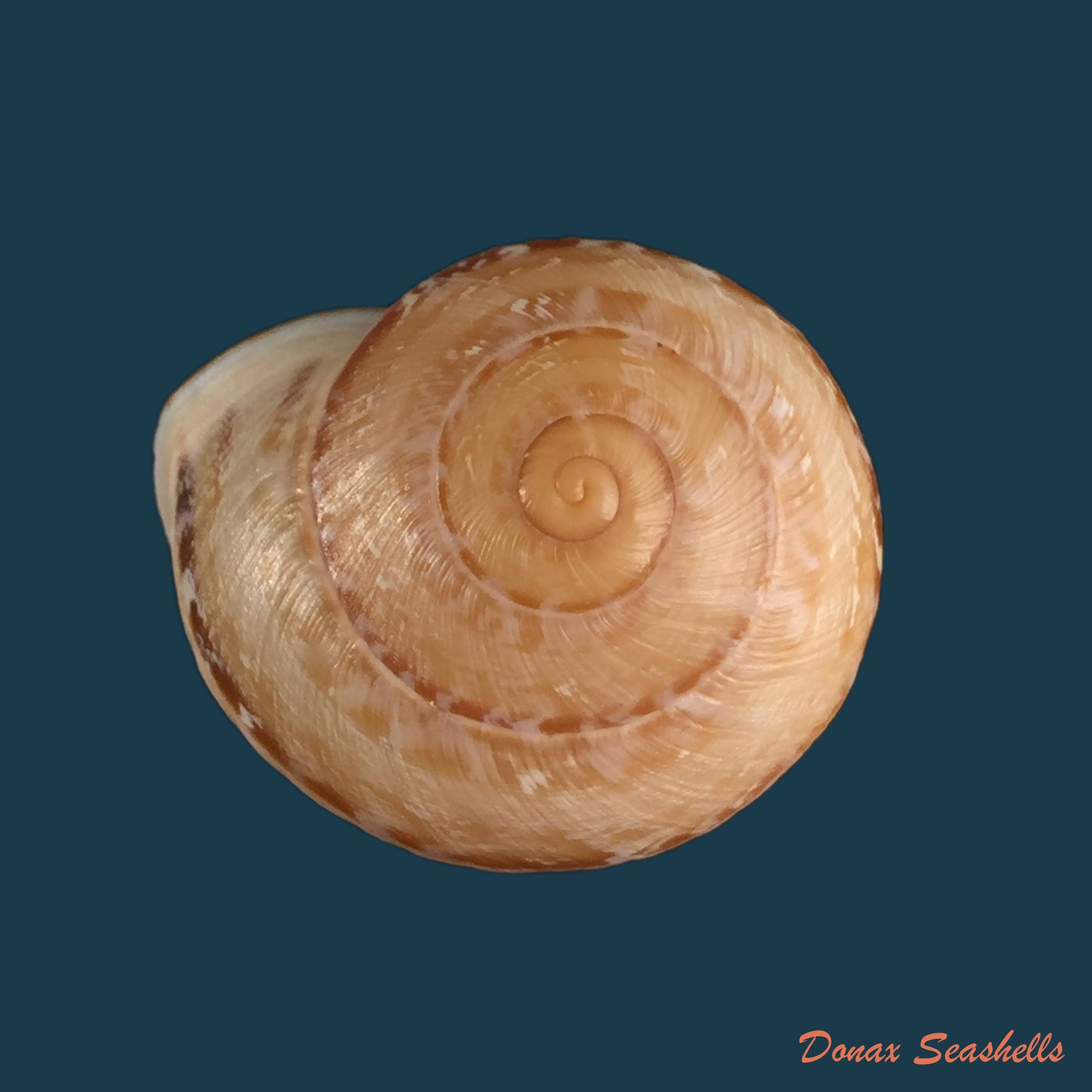 copia-de-loxana-anatisana-pallary-1928-26-2mm