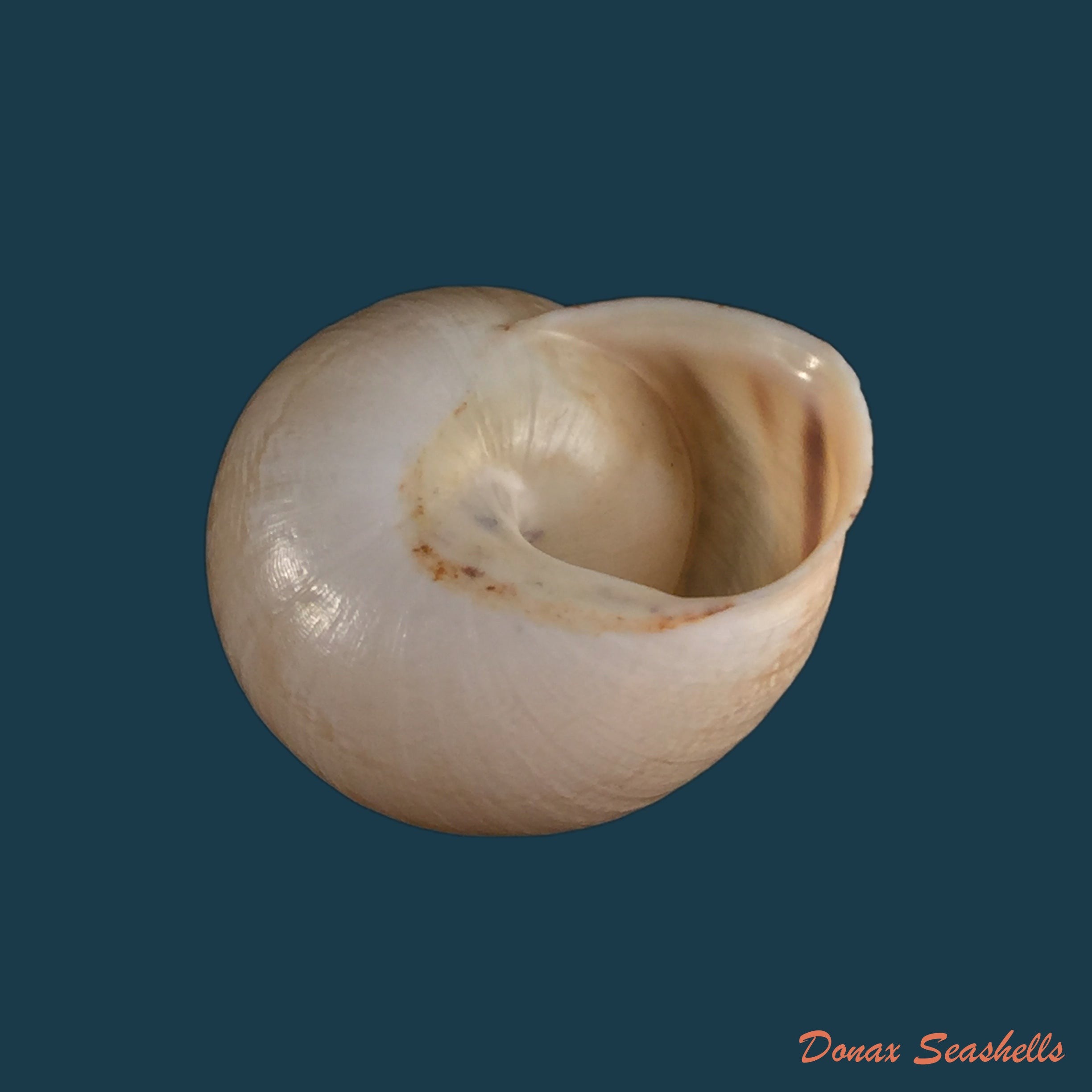 copia-de-loxana-anatisana-pallary-1928-26-2mm