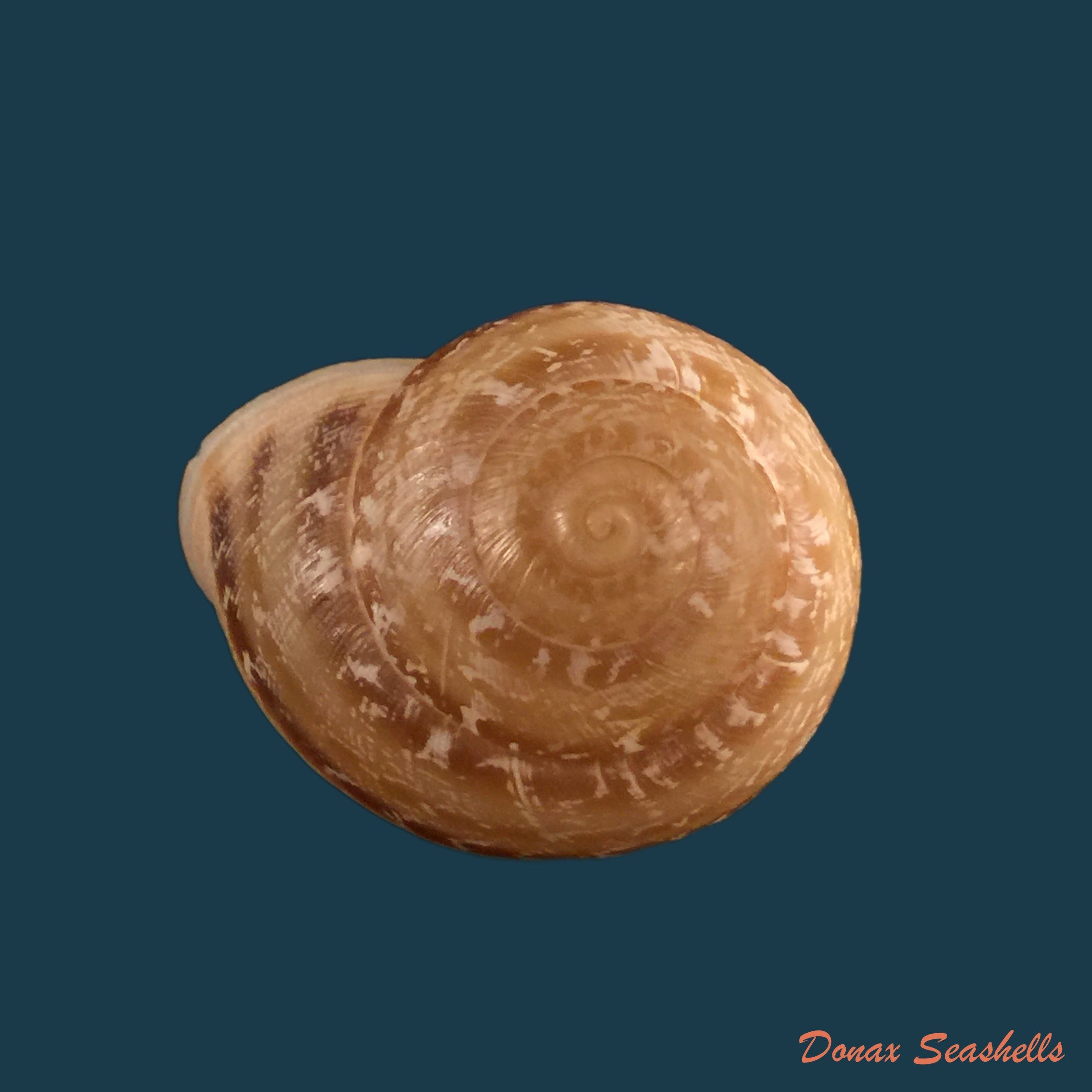 copia-de-loxana-beaumieri-demnatensis-mousson-1874-21-6mm-1