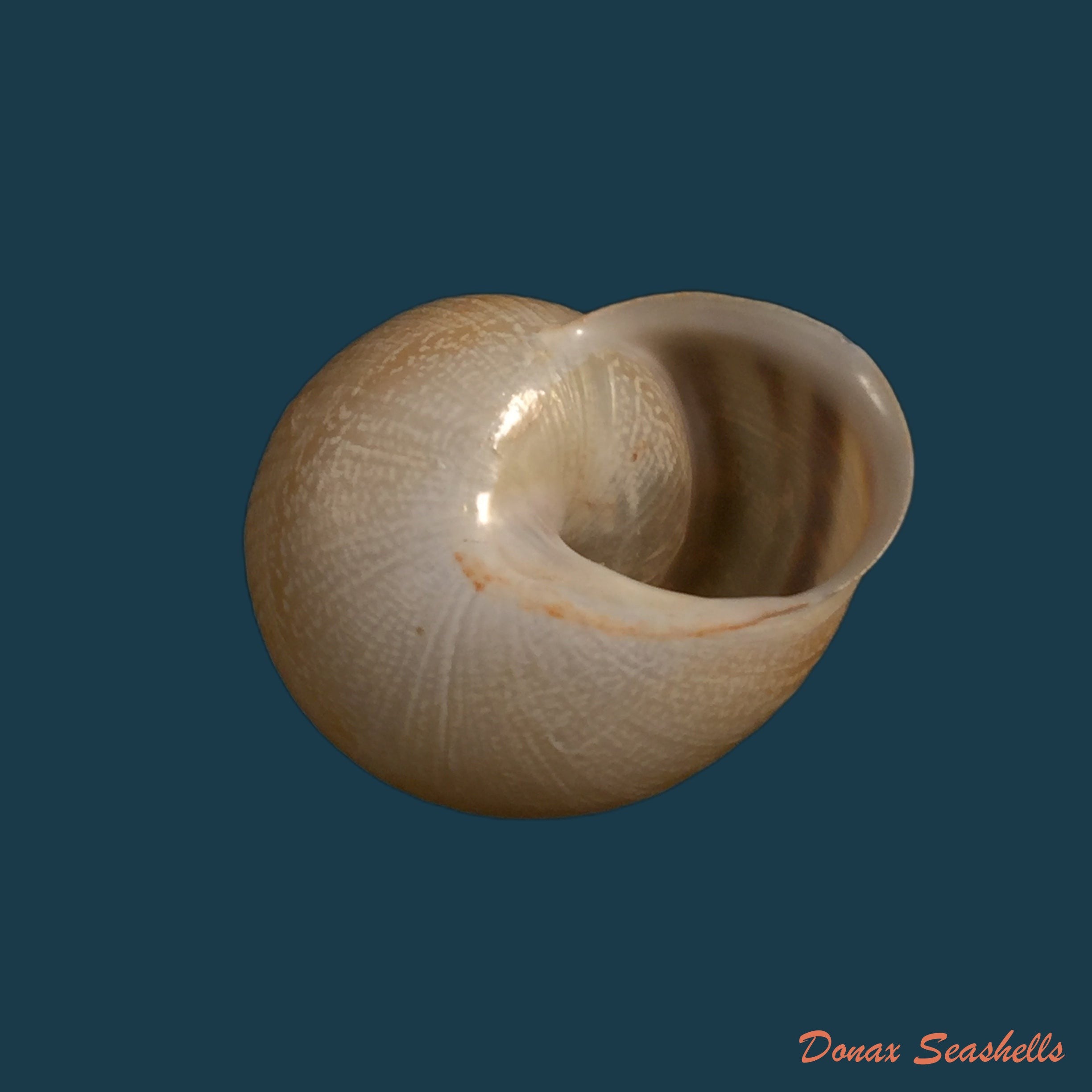 copia-de-loxana-beaumieri-demnatensis-mousson-1874-21-6mm-1
