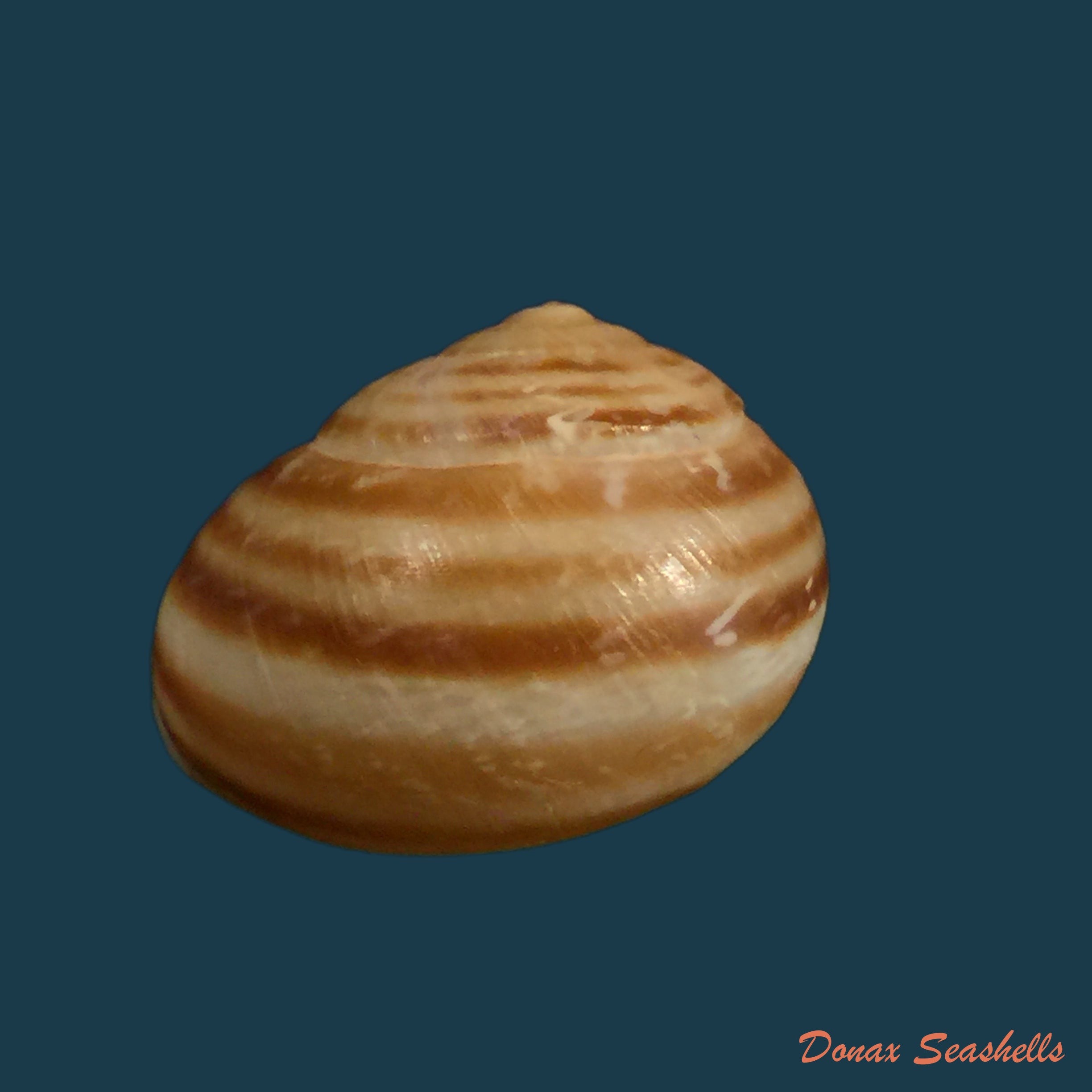 copia-de-loxana-beaumieri-major-morelet-1880-27-8mm