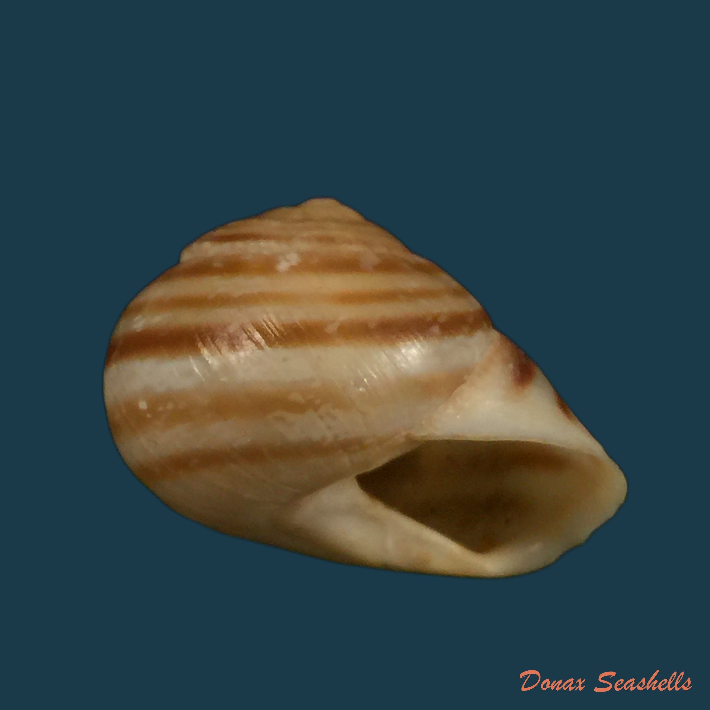 copia-de-loxana-beaumieri-major-morelet-1880-27-8mm