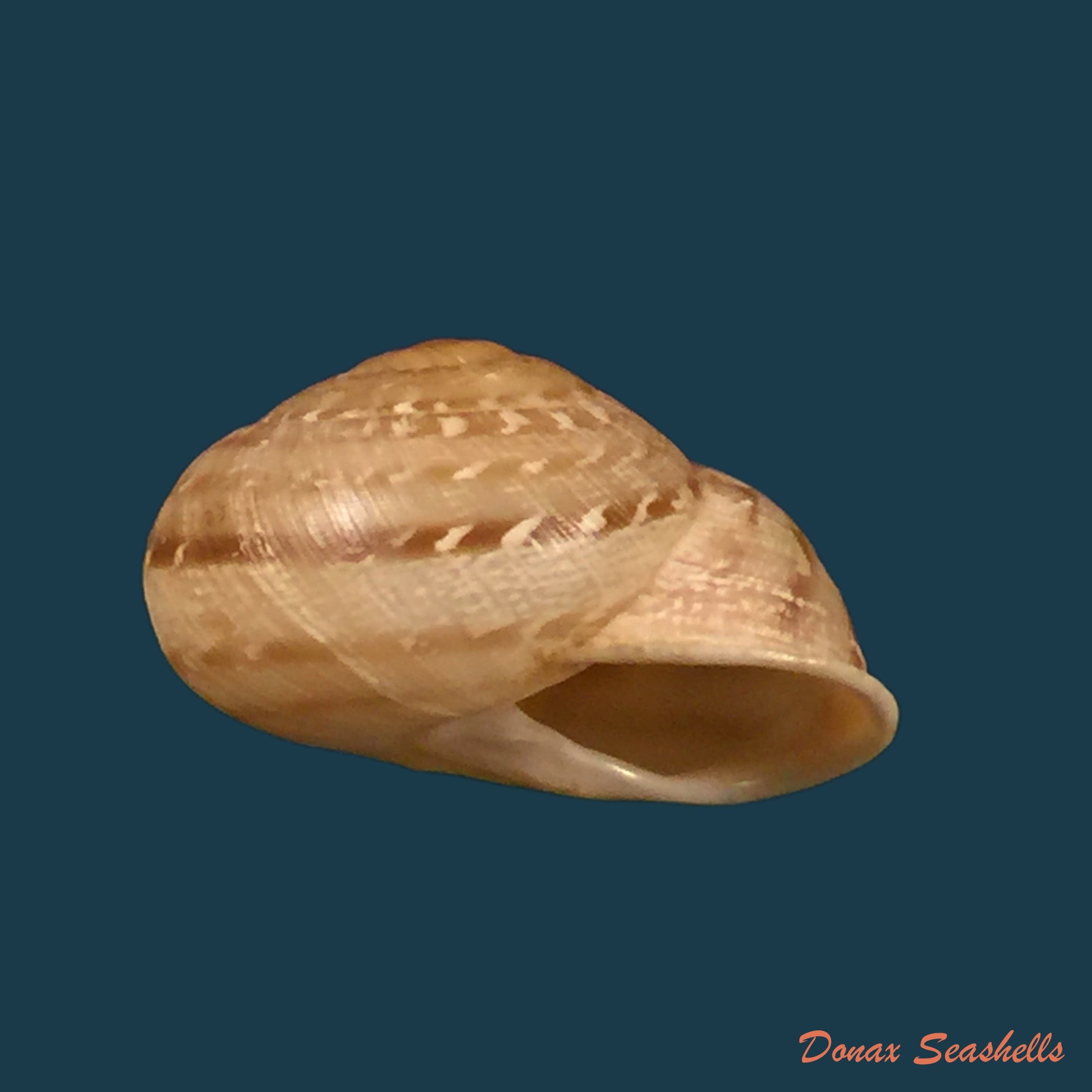 copia-de-loxana-beaumieri-rostrata-pallary-1926-24-4mm