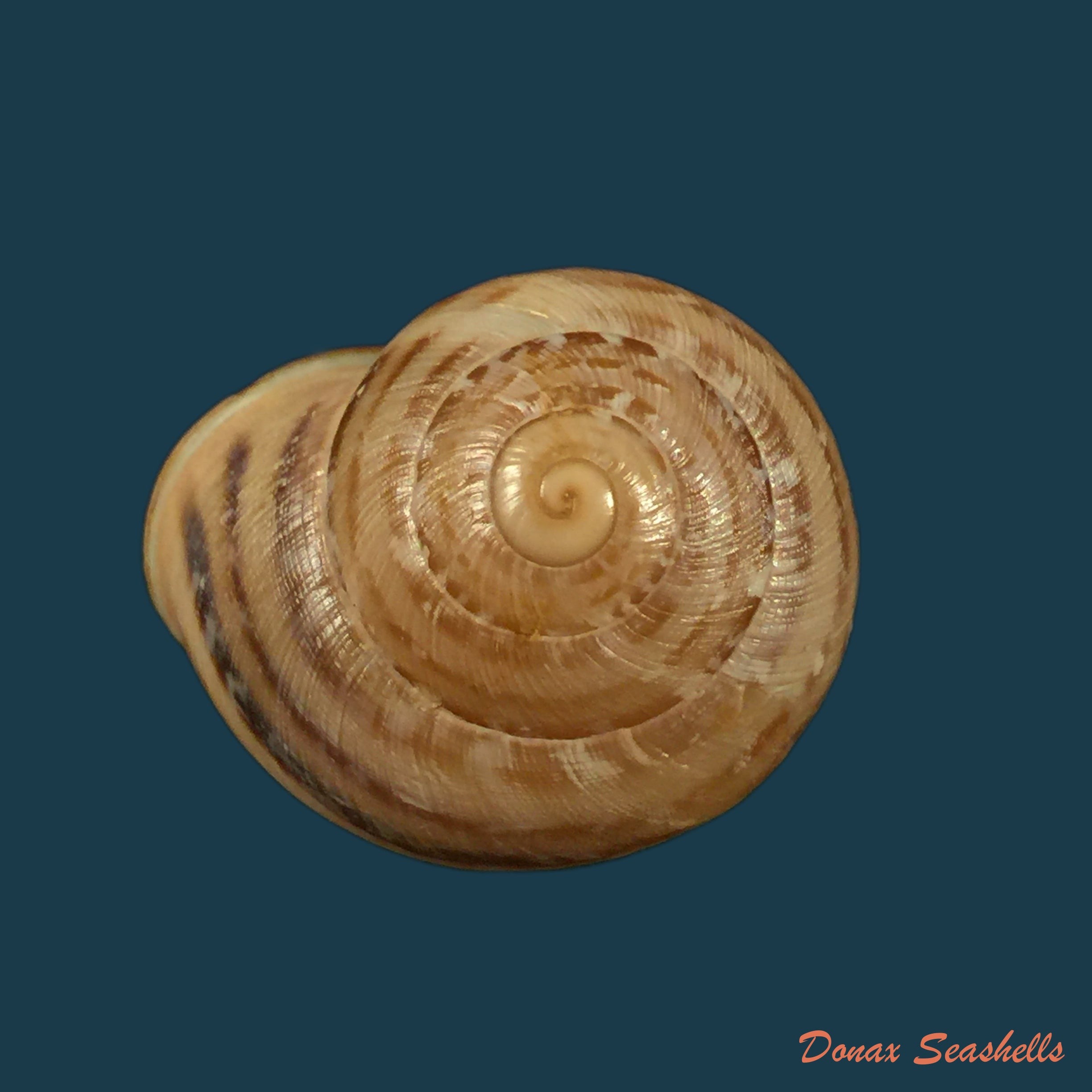 copia-de-loxana-vondeli-pallary-1928-33mm