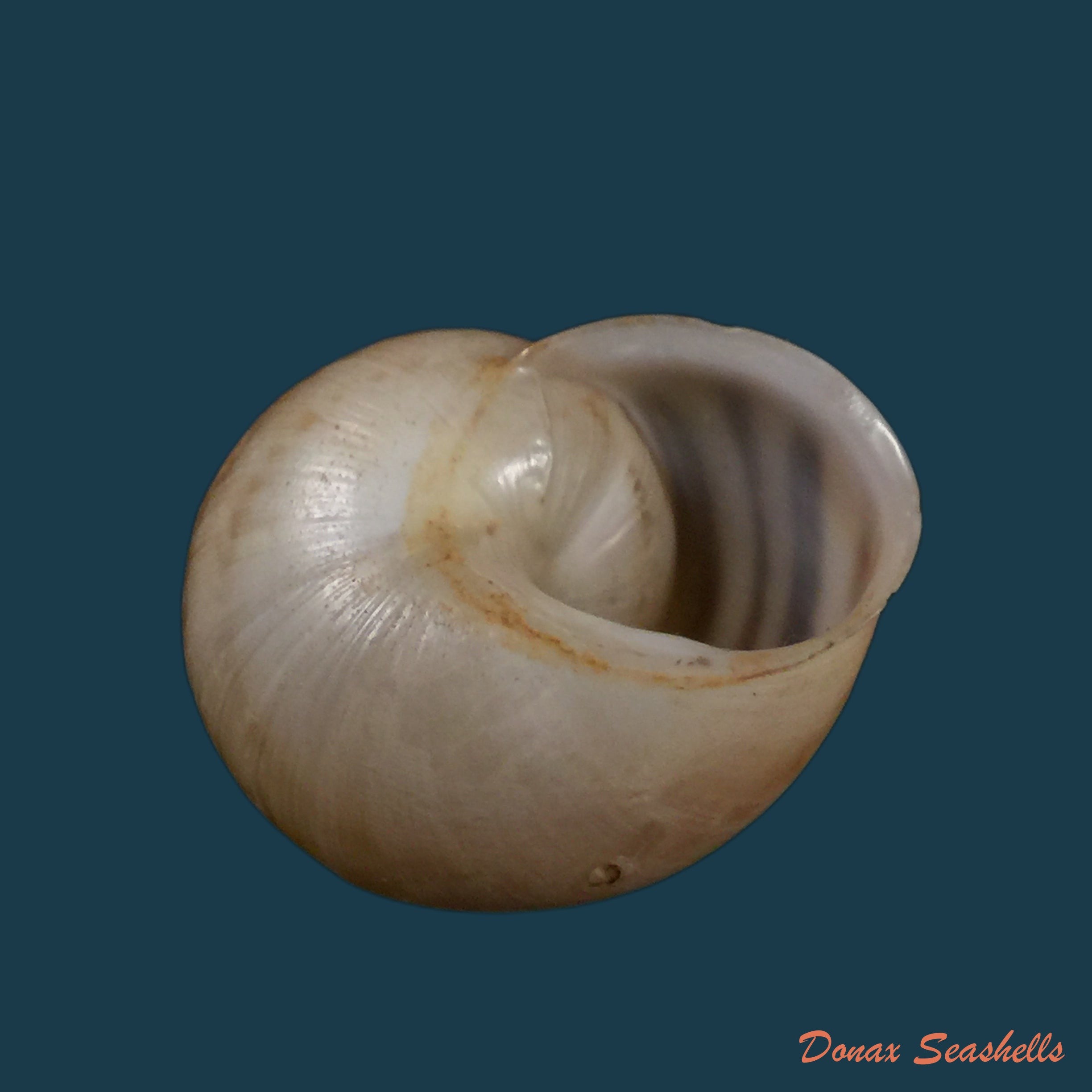 copia-de-loxana-vondeli-pallary-1928-33mm