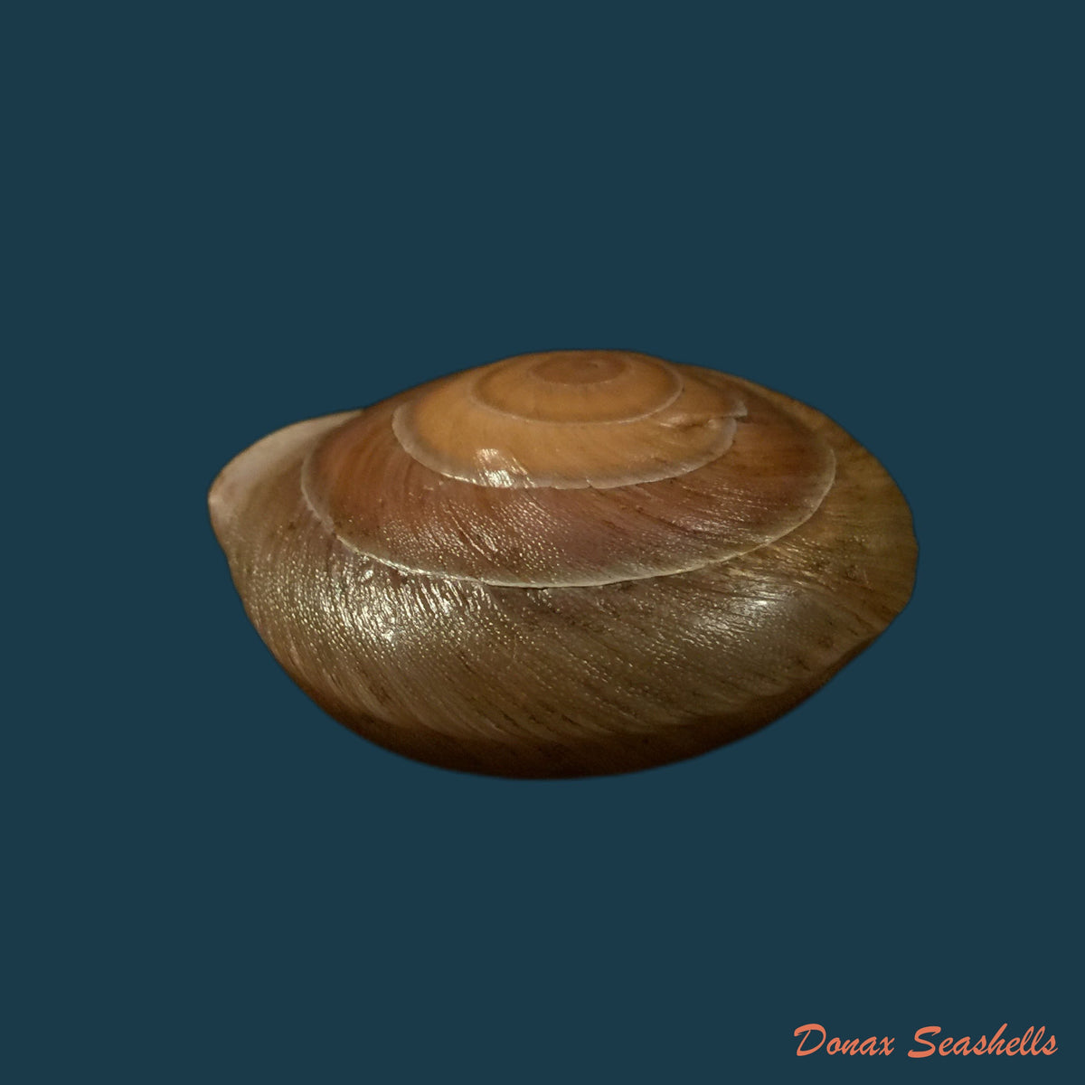 copia-de-lucerna-lamarckii-heteroclites-lamarck-1822-46-8mm