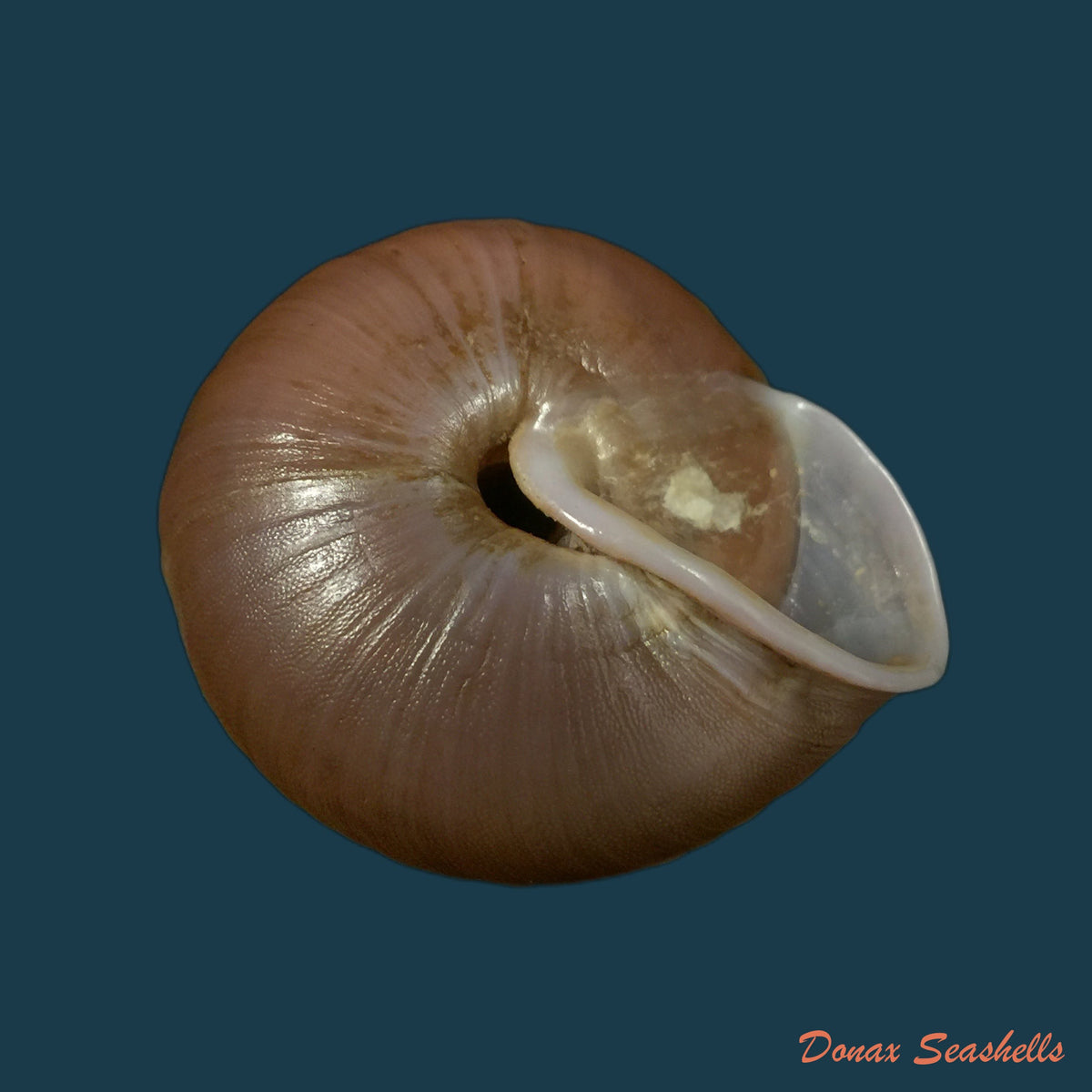 copia-de-lucerna-lamarckii-heteroclites-lamarck-1822-46-8mm