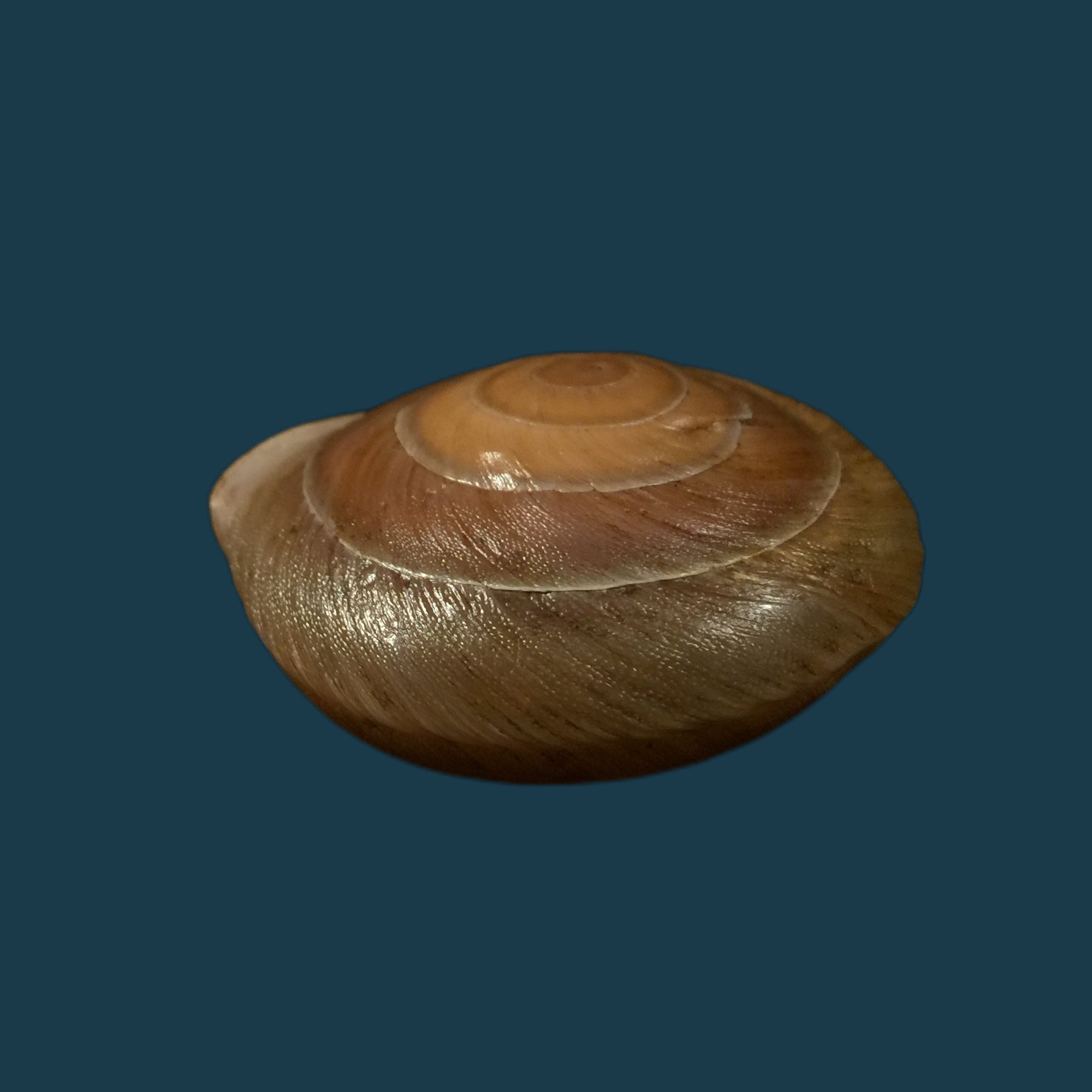 Lucerna lamarckii heteroclites Lamarck, 1822 - 46,9毫米