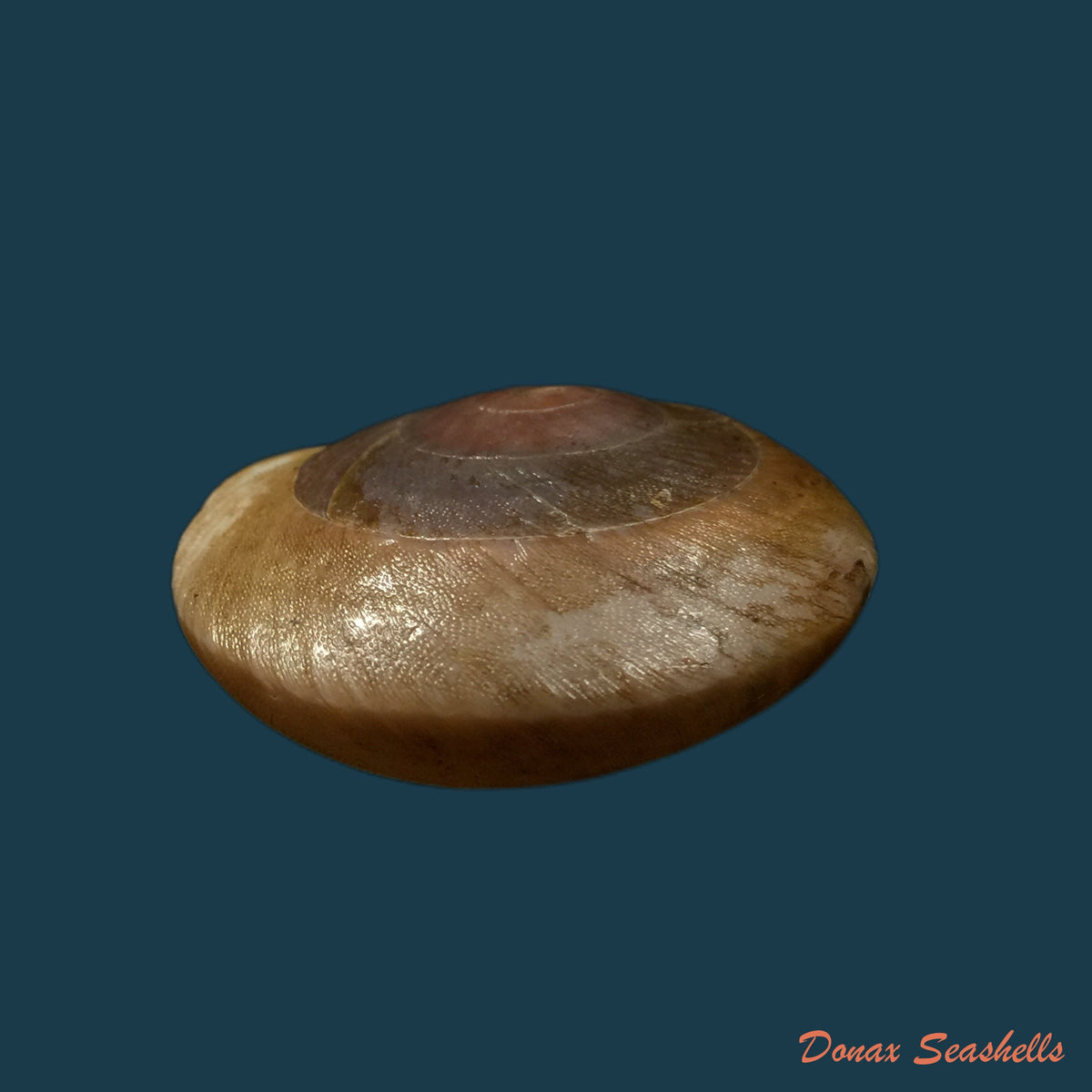 copia-de-lucerna-lamarckii-heteroclites-lamarck-1822-46-9mm