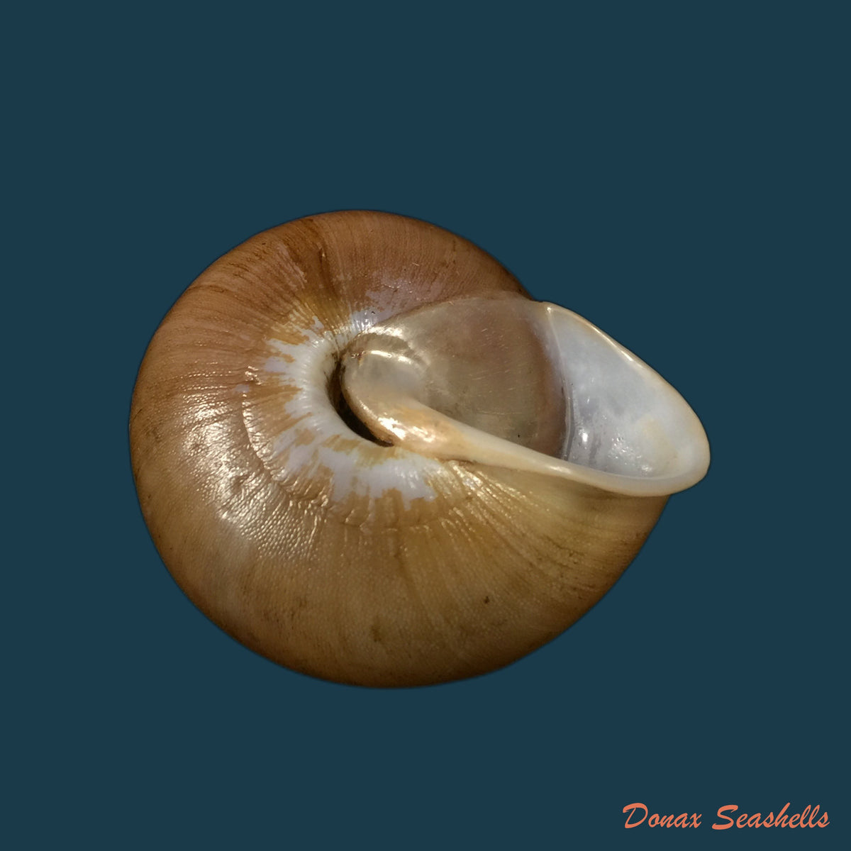 copia-de-lucerna-lamarckii-heteroclites-lamarck-1822-46-9mm