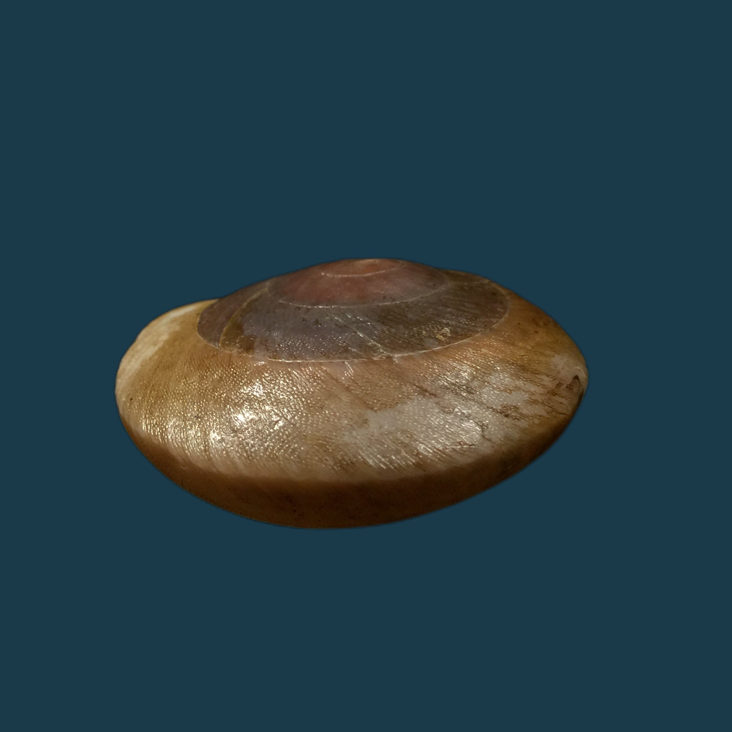 Lucerna goniasmos（Pilsbry，1889）- 52,1毫米