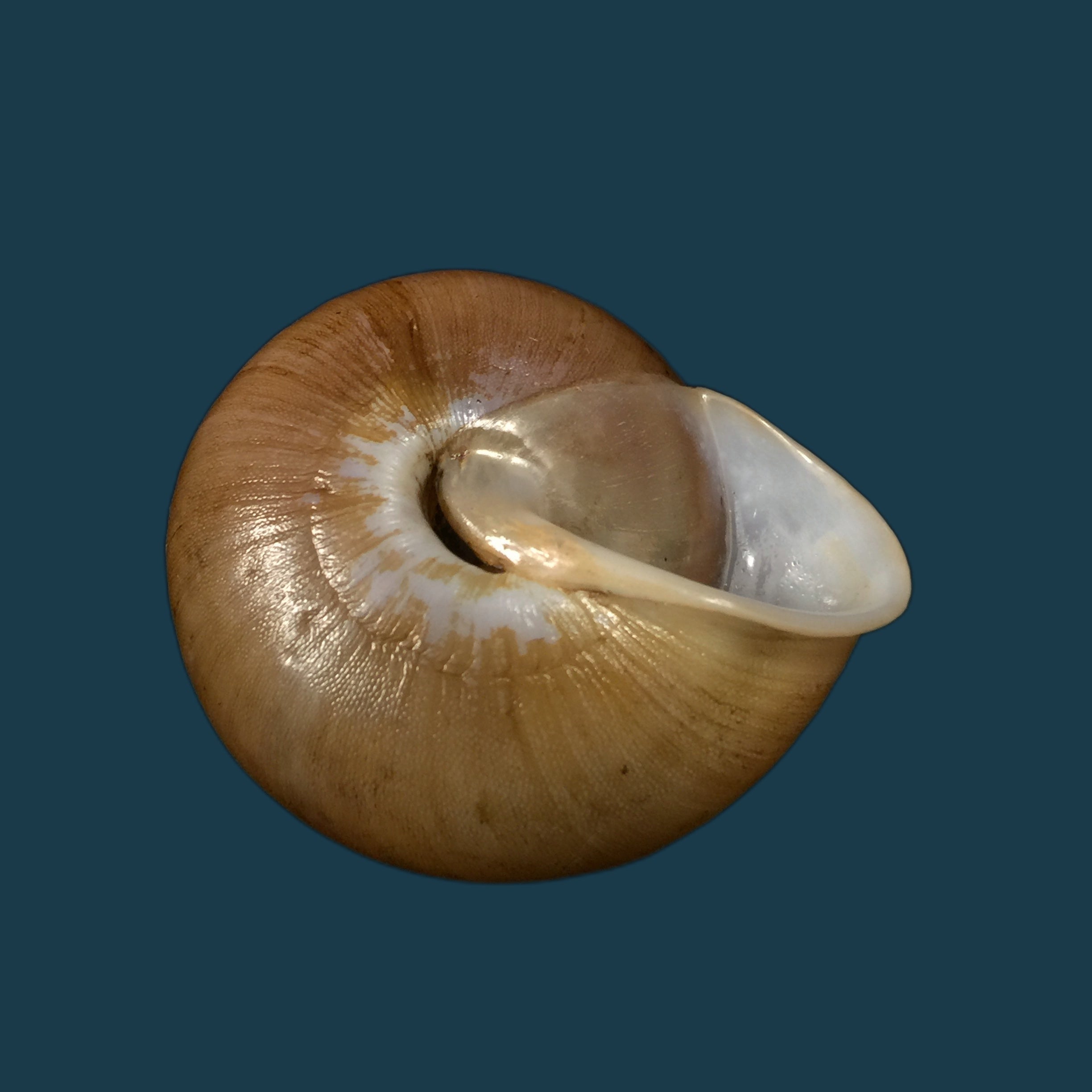 Lucerna goniasmos（Pilsbry，1889）- 52,1毫米