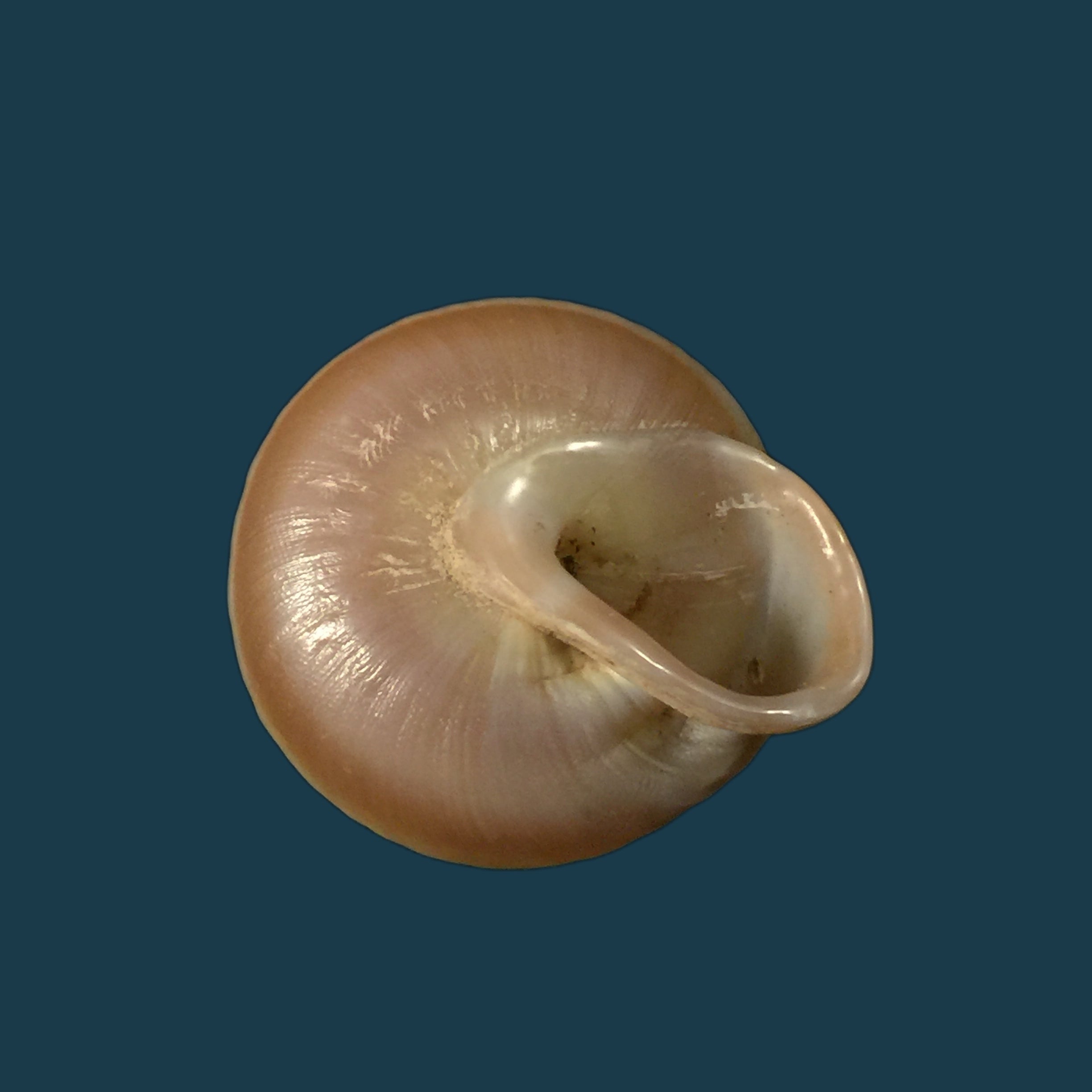 Lucerna lucerna（穆勒，1774）- 28,3毫米