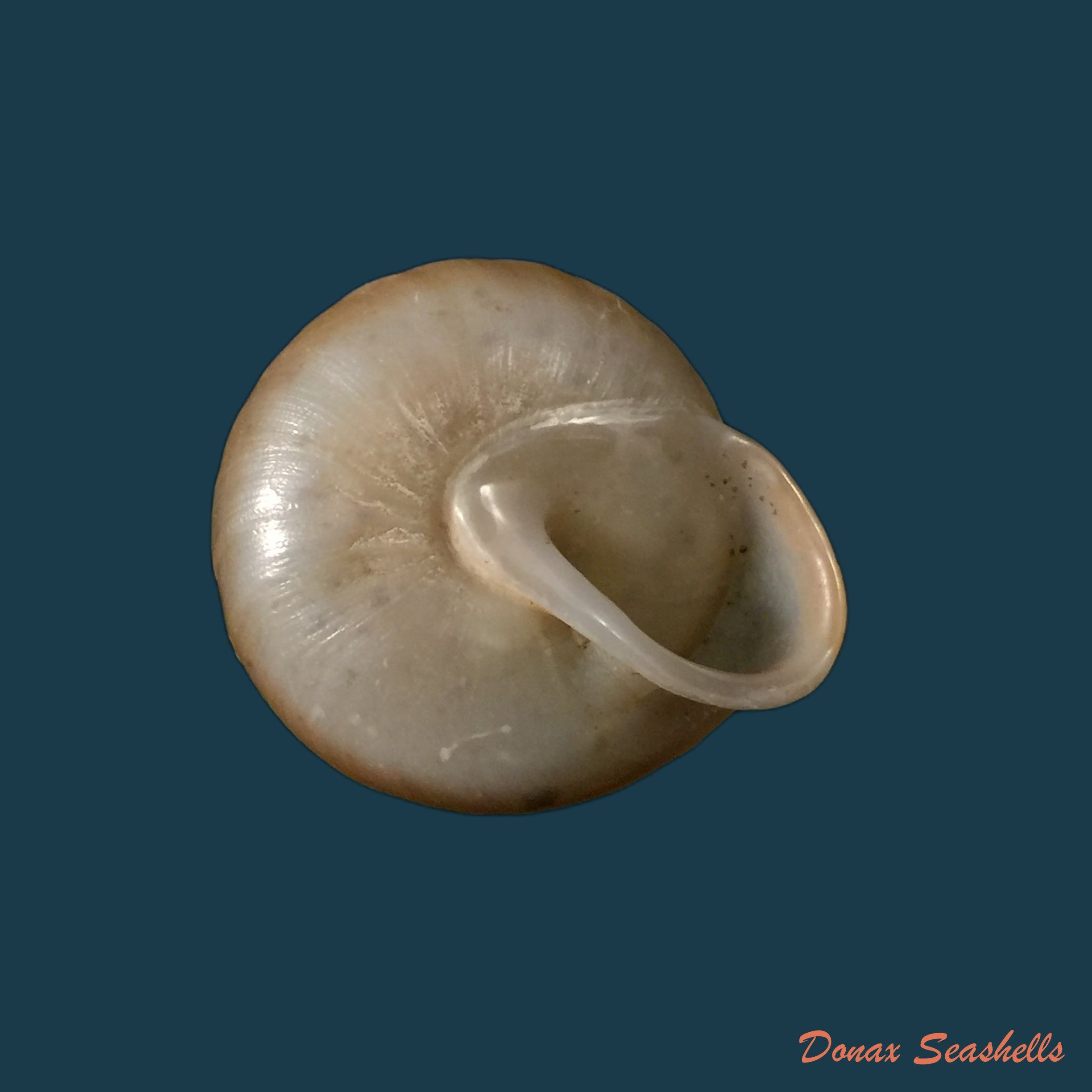 copia-de-lucerna-lucerna-o-f-muller-1774-29-2mm