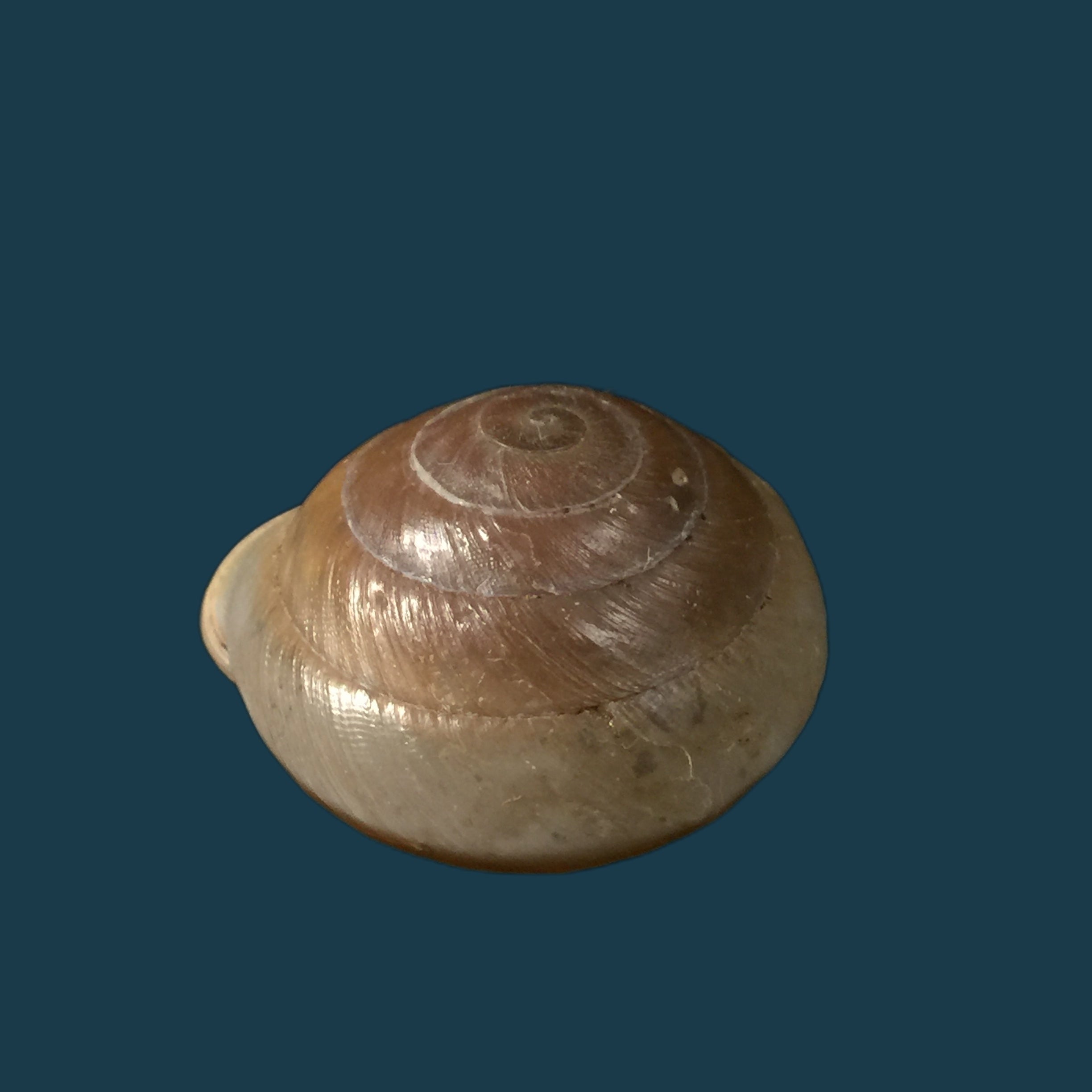 Lucerna lucerna（穆勒，1774）- 28,5毫米