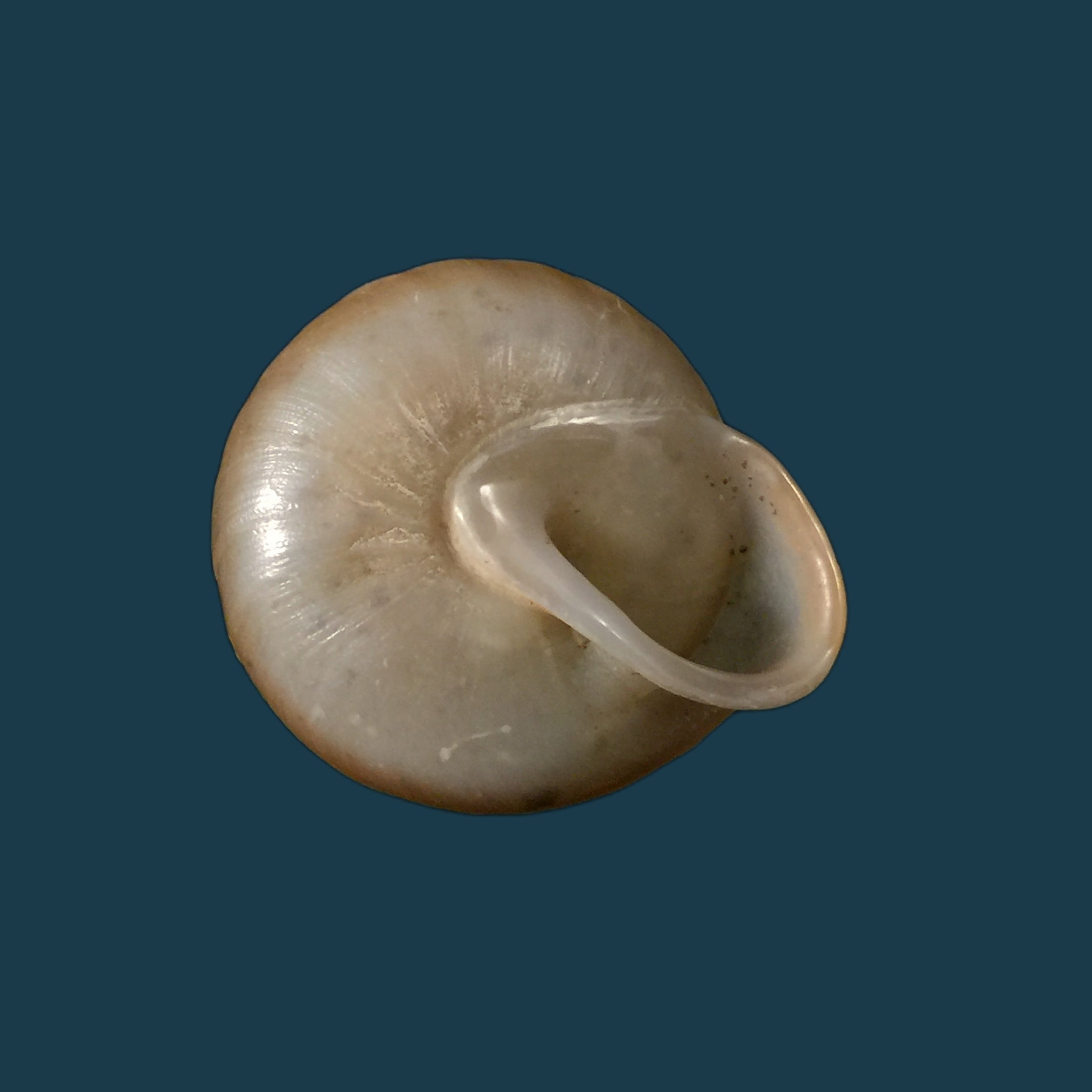 Lucerna lucerna（穆勒，1774）- 28,5毫米