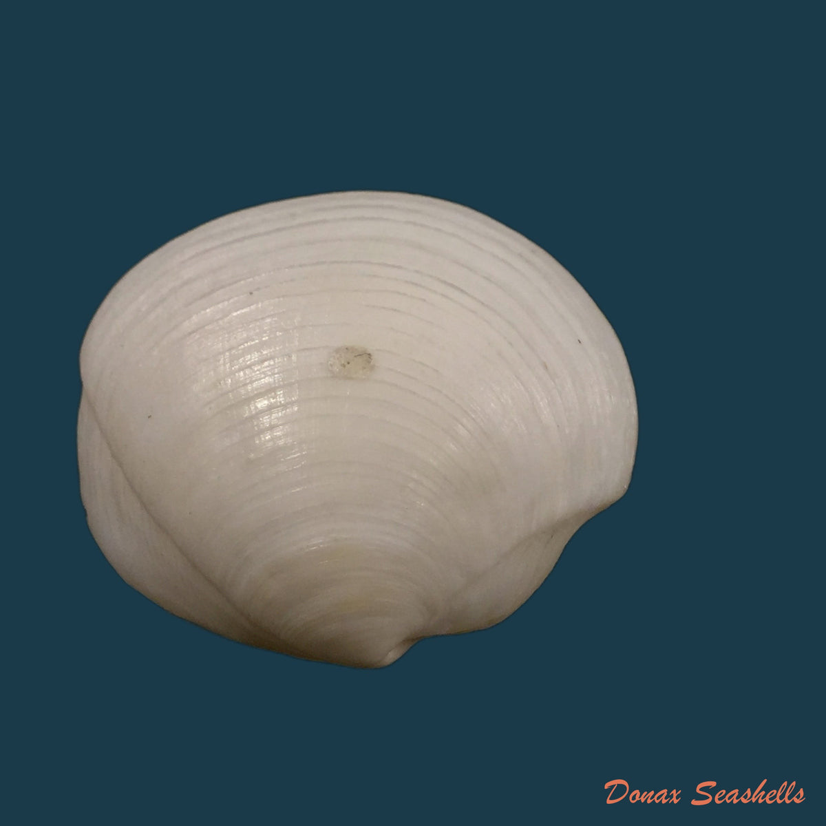 copia-de-lucina-pectinata-gmelin-1791-54-6mm