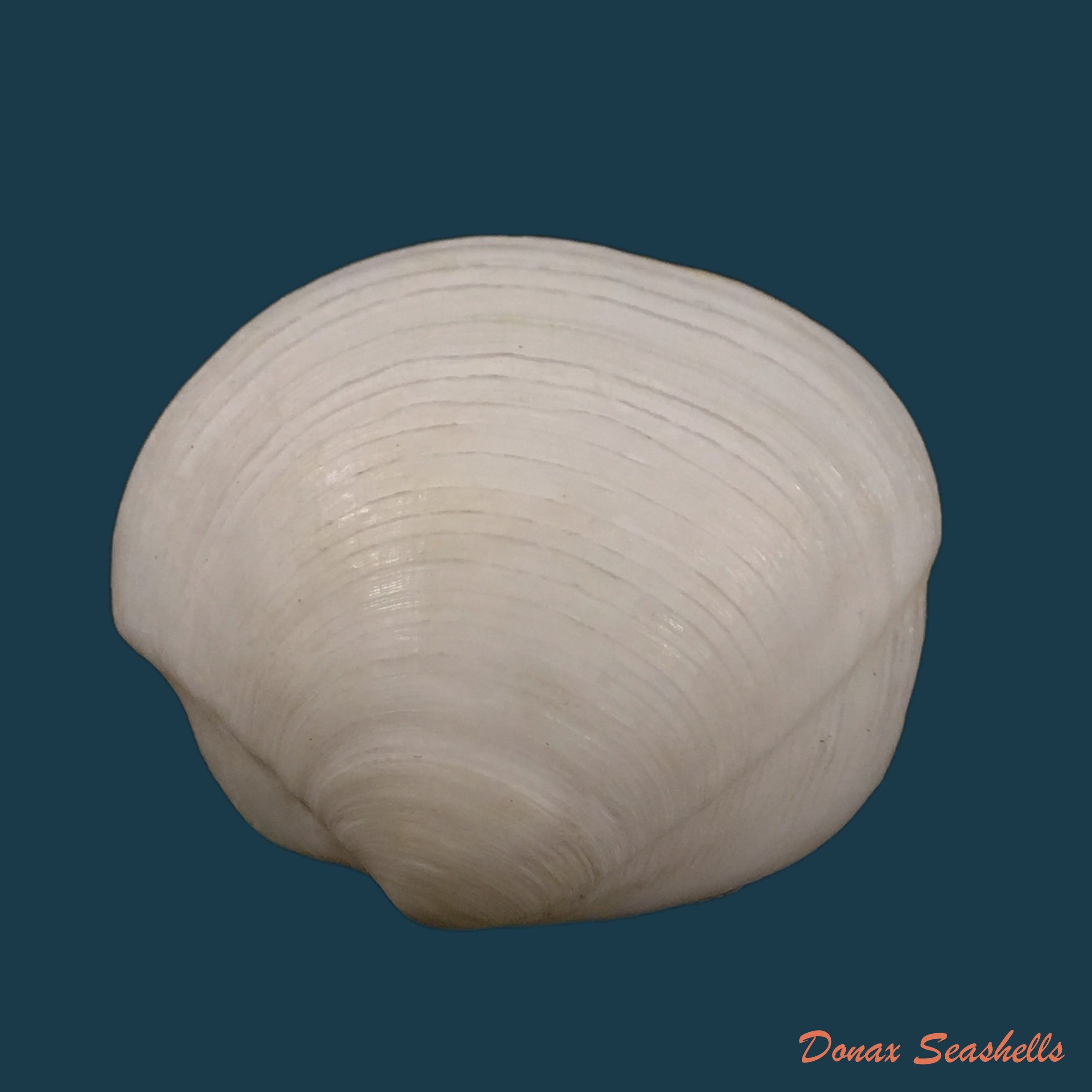 copia-de-lucina-pectinata-gmelin-1791-54-6mm