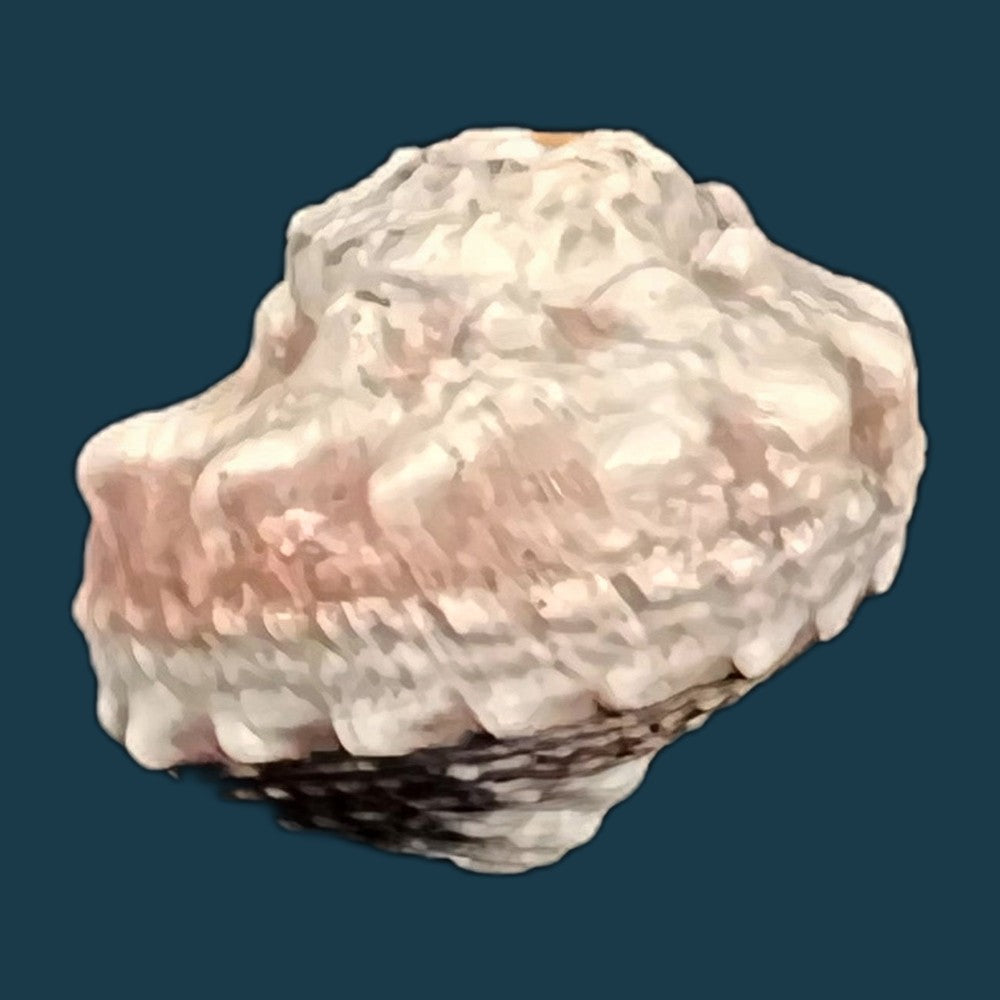 copia-de-lunella-coronata-gmelin-1791-20-4-mm