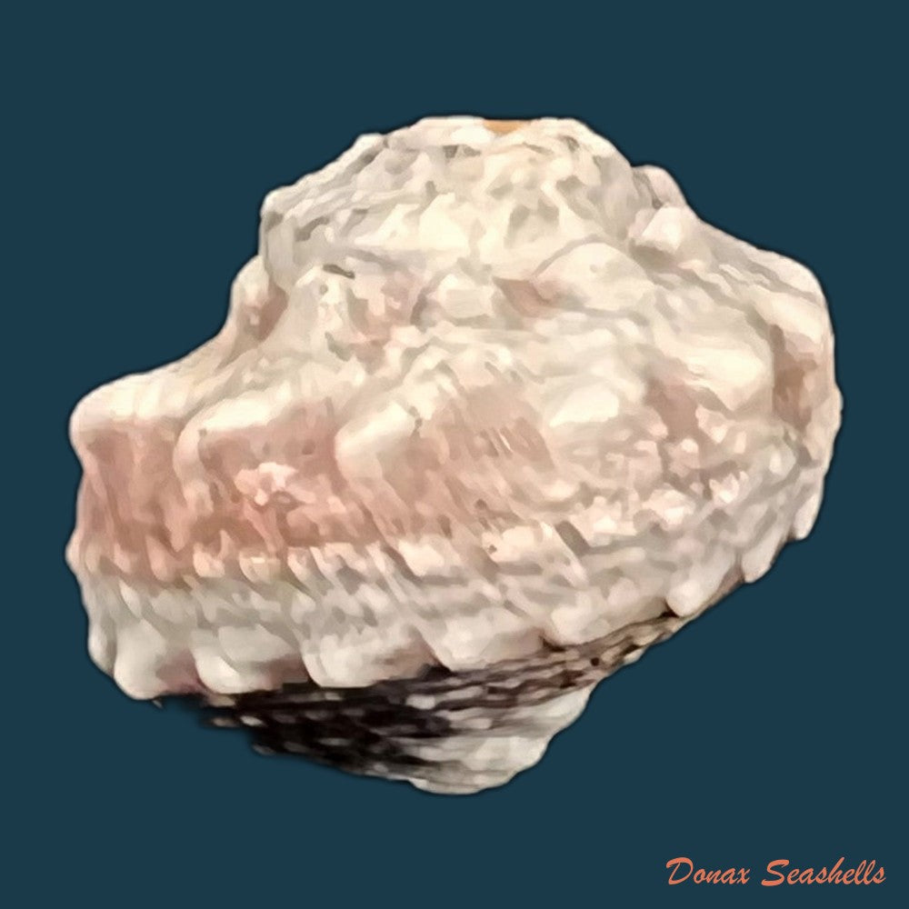 copia-de-lunella-coronata-gmelin-1791-20-4-mm