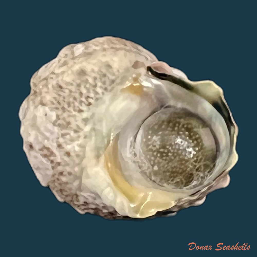 copia-de-lunella-coronata-gmelin-1791-20-4-mm