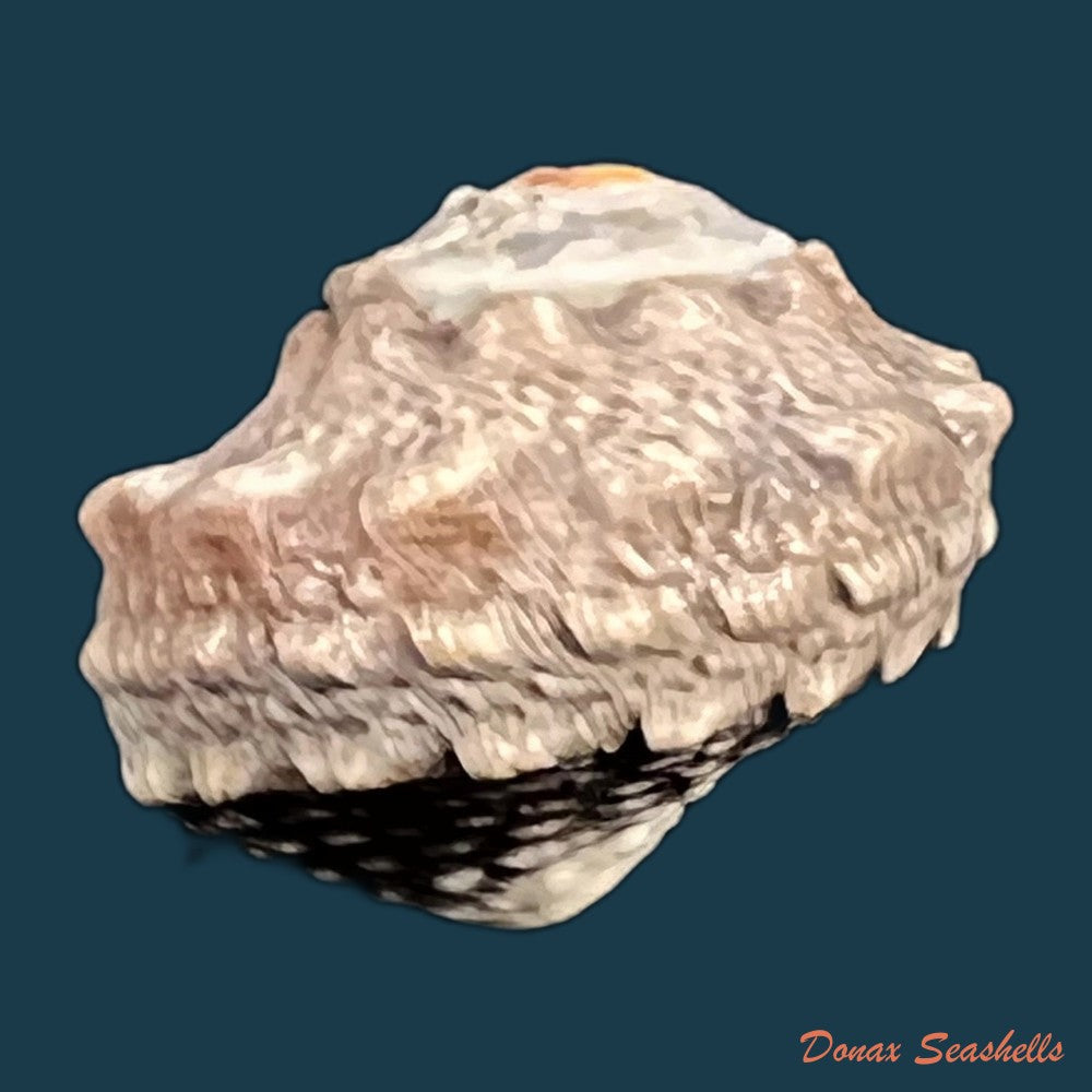 copia-de-lunella-coronata-gmelin-1791-20-8-mm