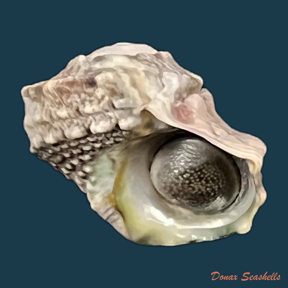 copia-de-lunella-coronata-gmelin-1791-20-8-mm
