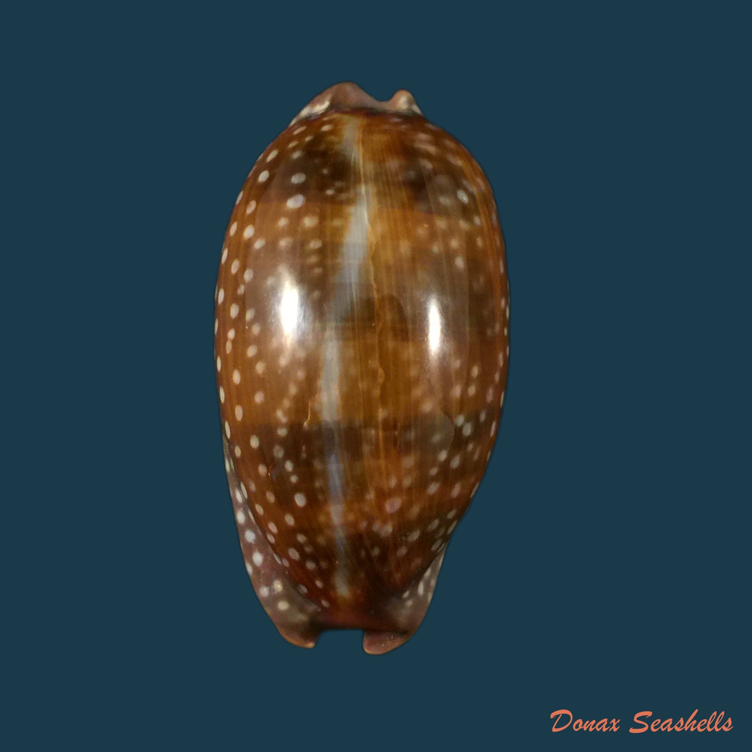 copia-de-luria-cinerea-brasiliensis-lorenz-hubert-1993-24-2mm