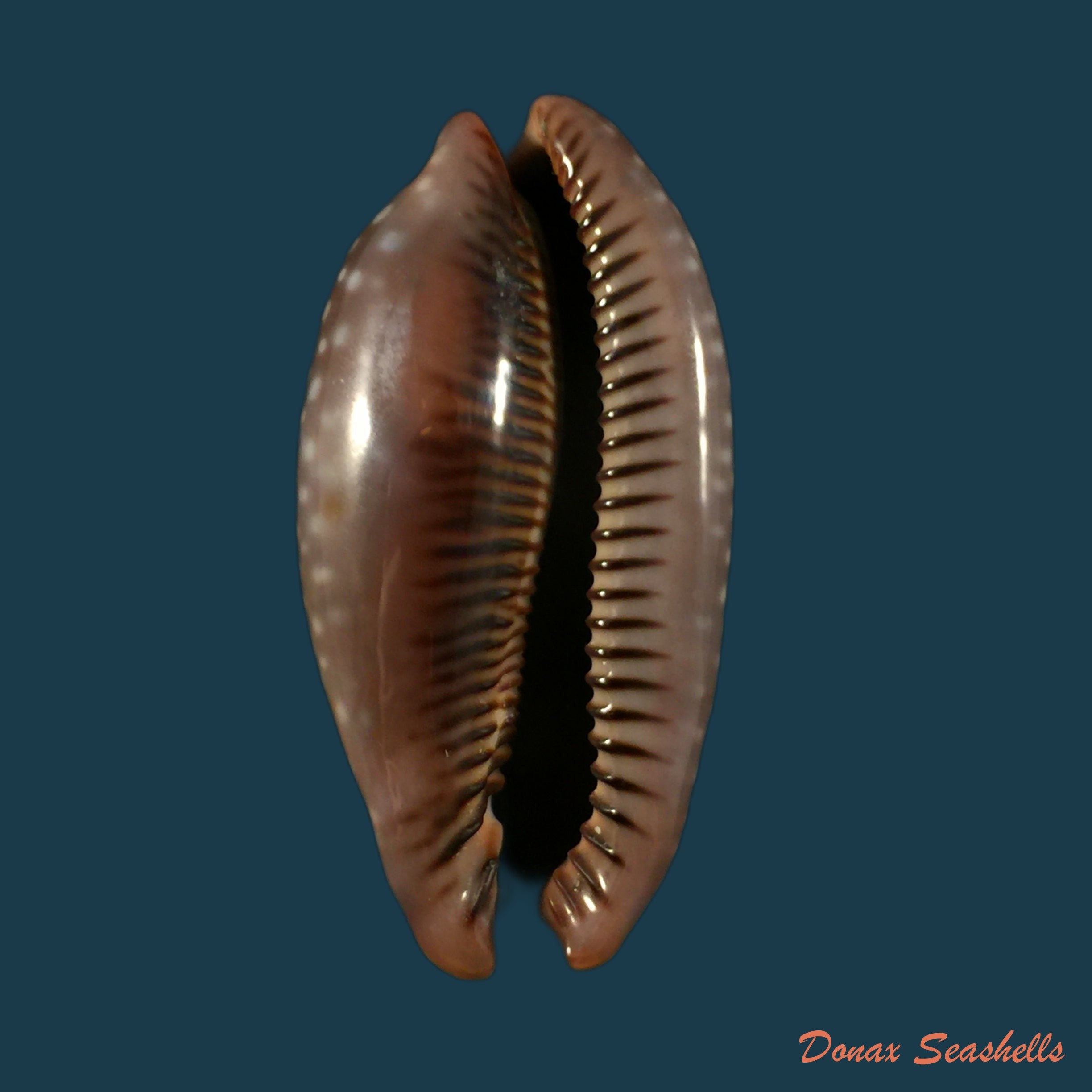 copia-de-luria-cinerea-brasiliensis-lorenz-hubert-1993-24-2mm