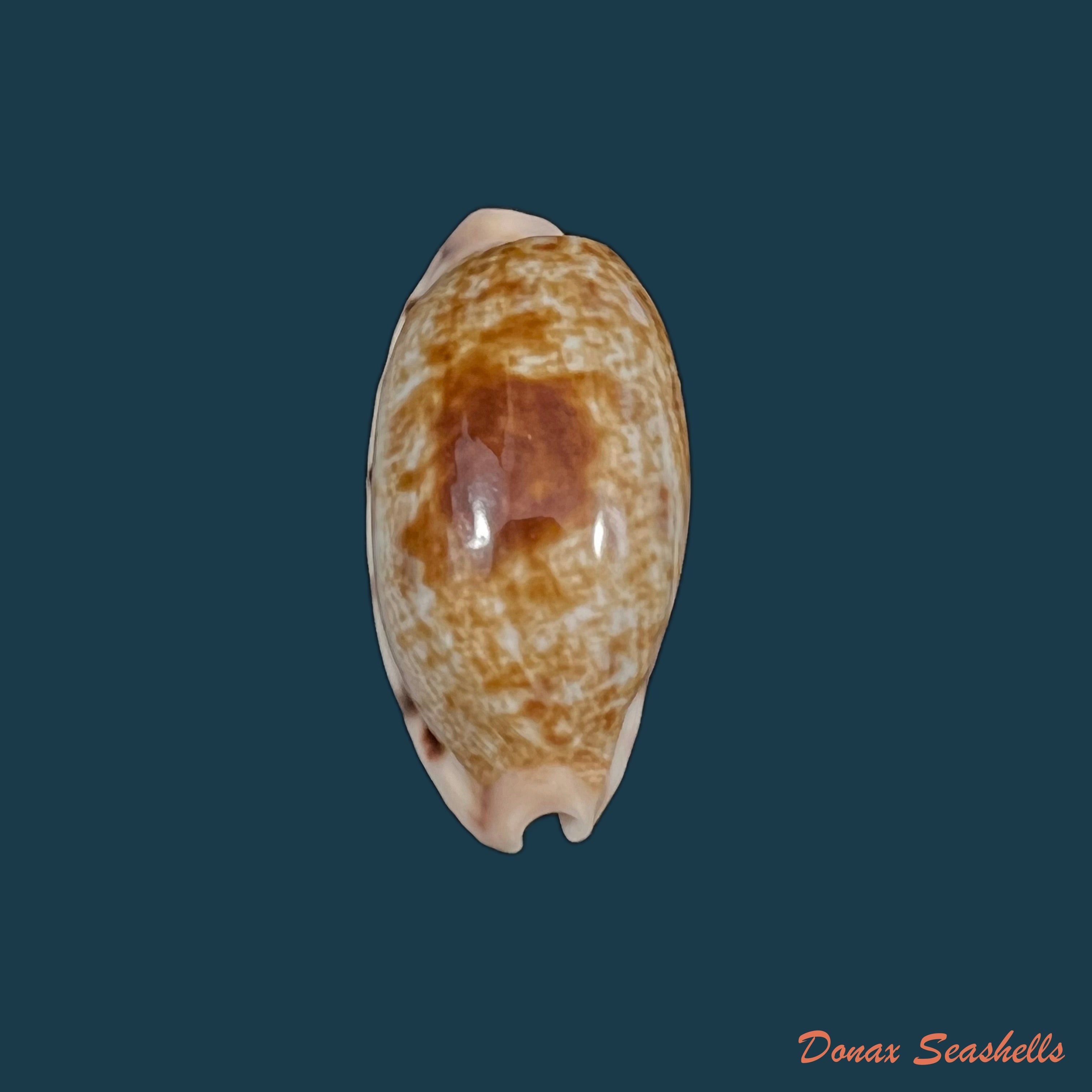 copia-de-luria-cinerea-brasiliensis-lorenz-hubert-1993-33-8mm