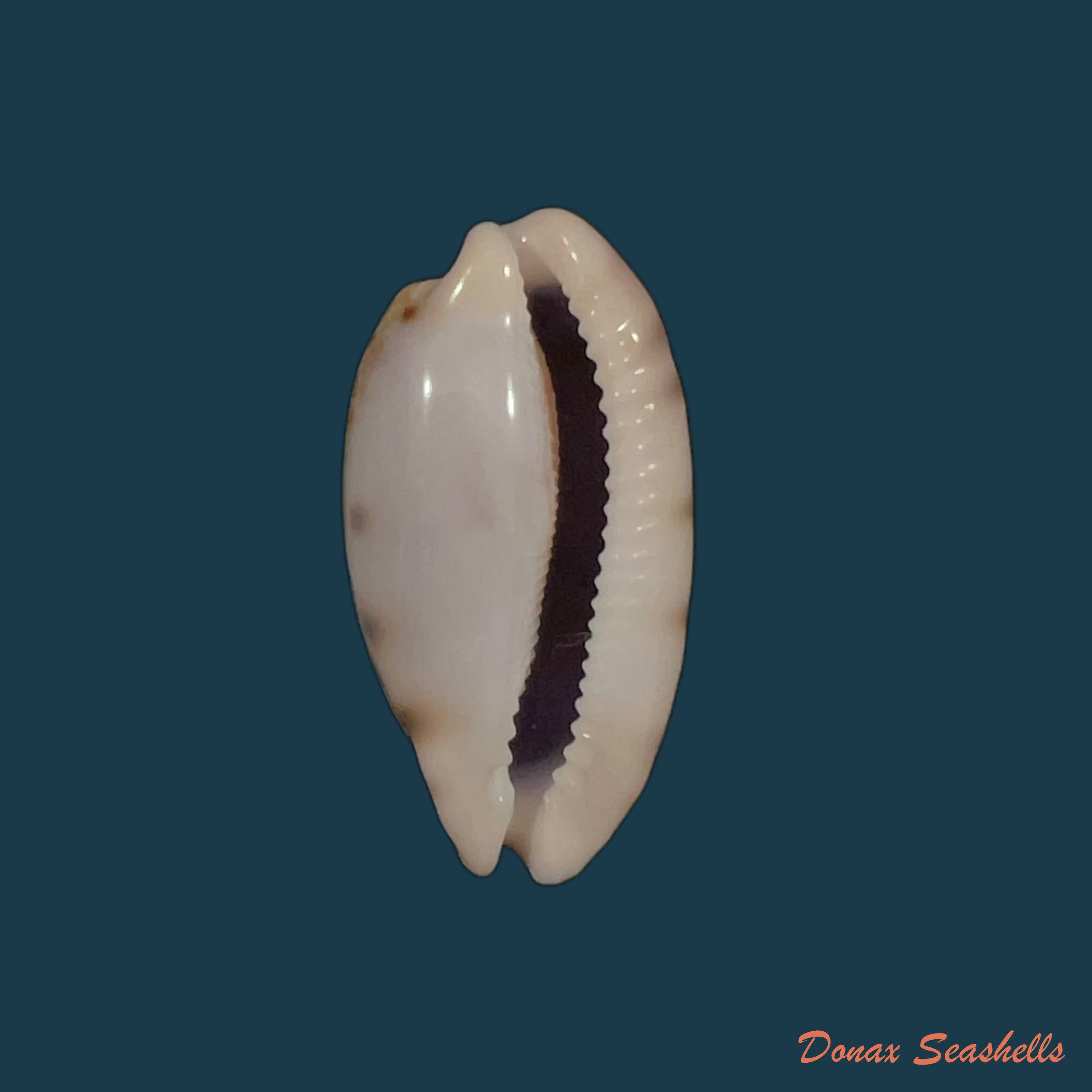 copia-de-luria-cinerea-brasiliensis-lorenz-hubert-1993-33-8mm