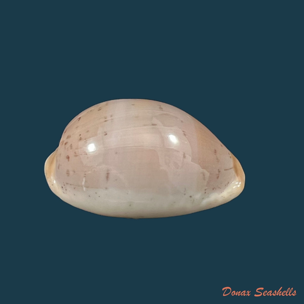 copia-de-luria-cinerea-brasiliensis-lorenz-hubert-1993-33mm