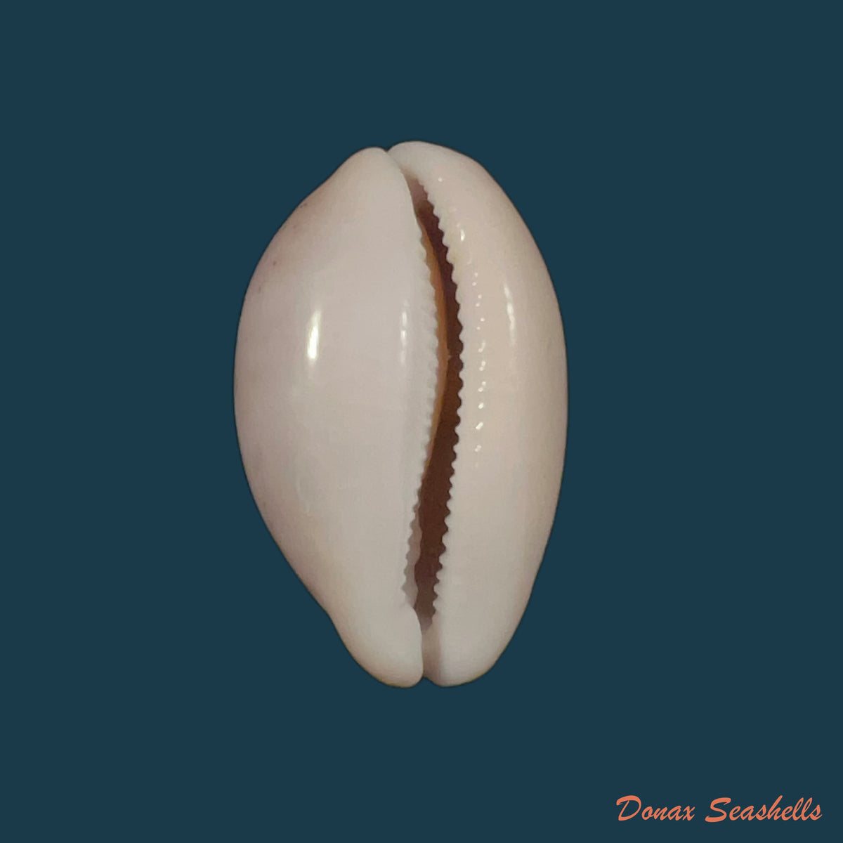 copia-de-luria-cinerea-brasiliensis-lorenz-hubert-1993-33mm