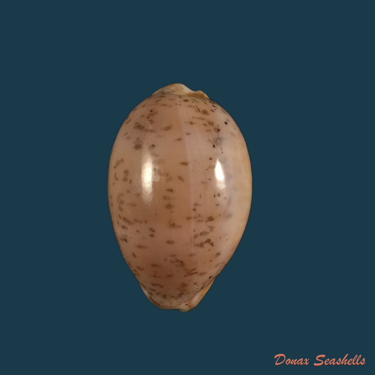 copia-de-luria-cinerea-brasiliensis-lorenz-hubert-1993-35-1mm