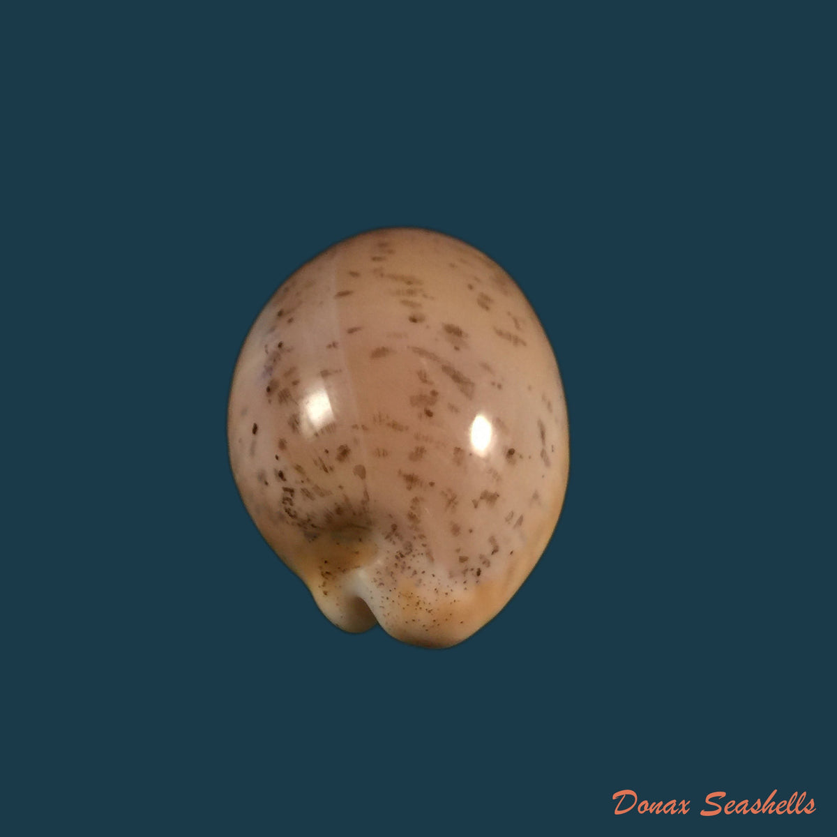 copia-de-luria-cinerea-brasiliensis-lorenz-hubert-1993-35-1mm