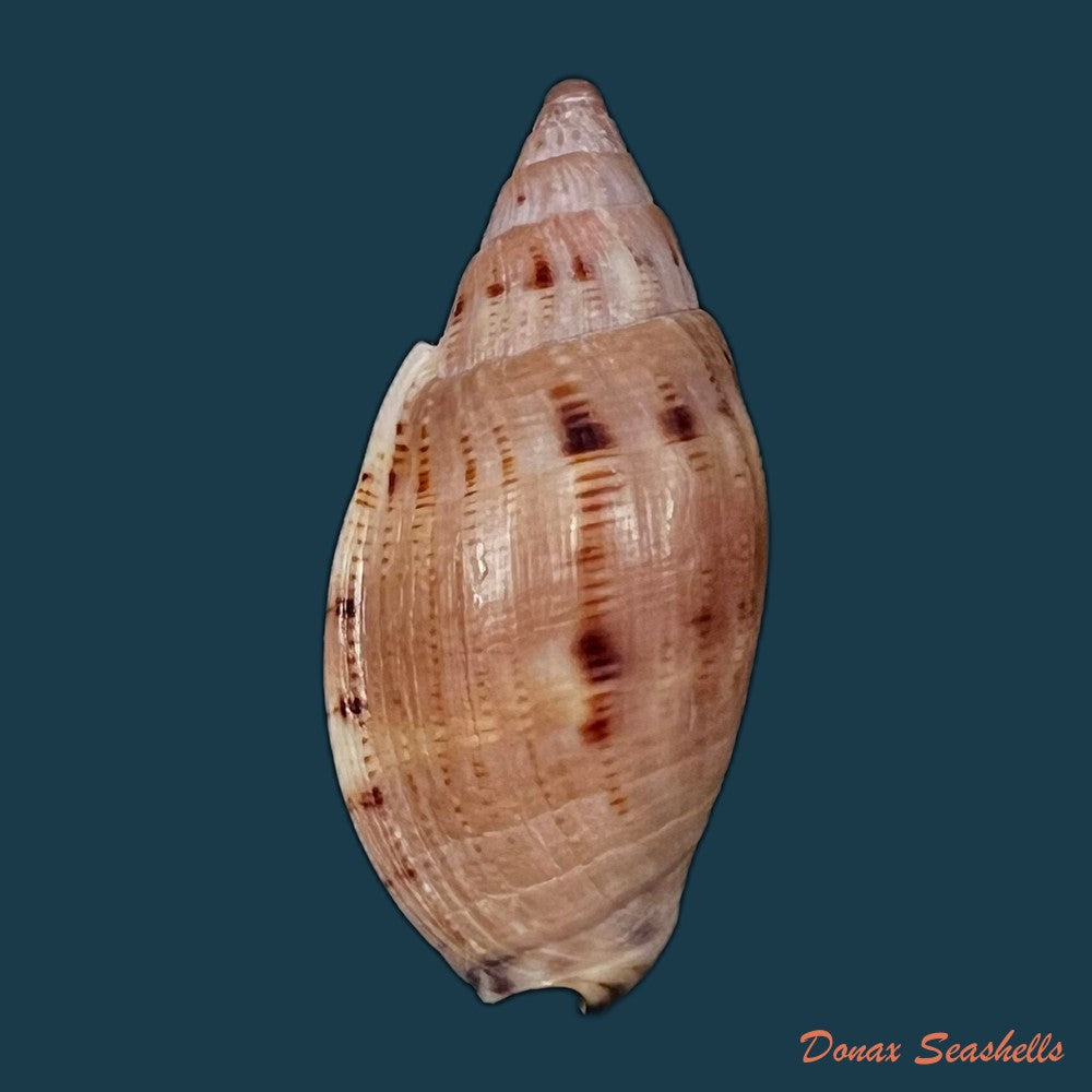 copia-de-lyria-patbaili-bouchet-1999-82-6mm
