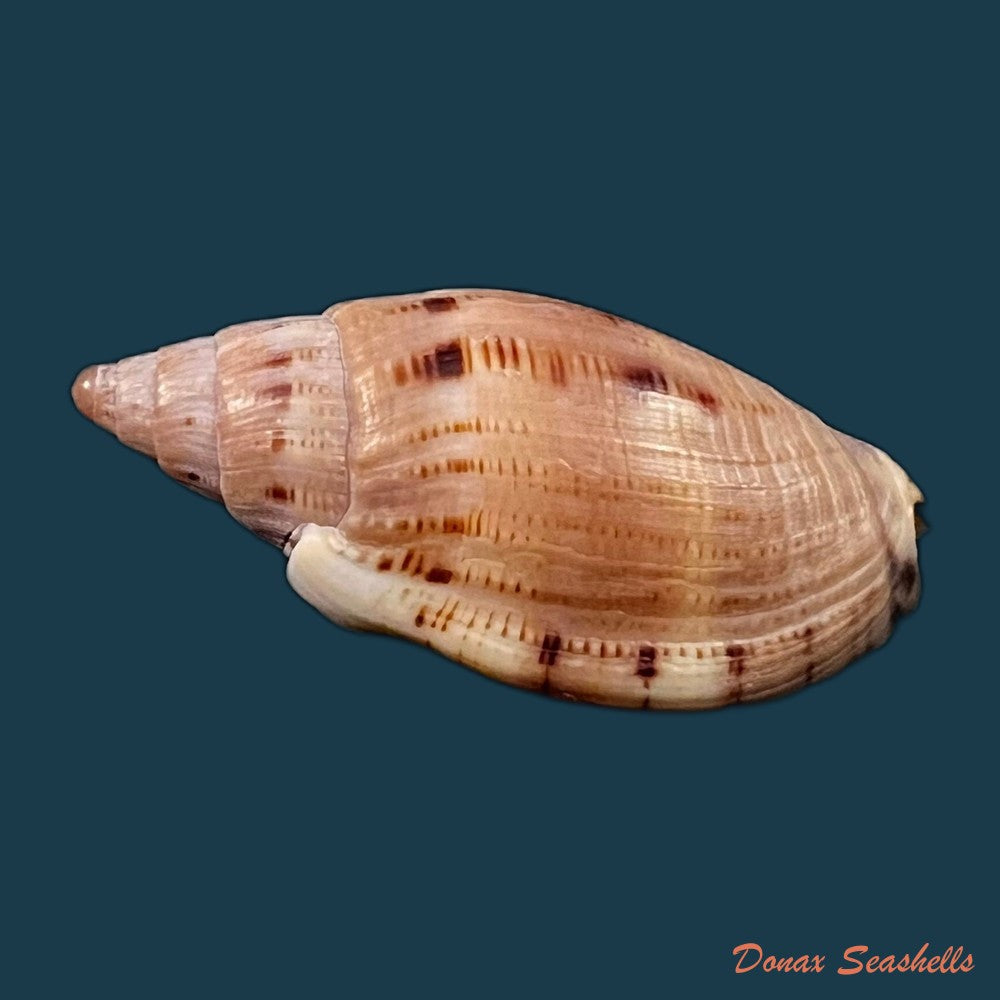 copia-de-lyria-patbaili-bouchet-1999-82-6mm