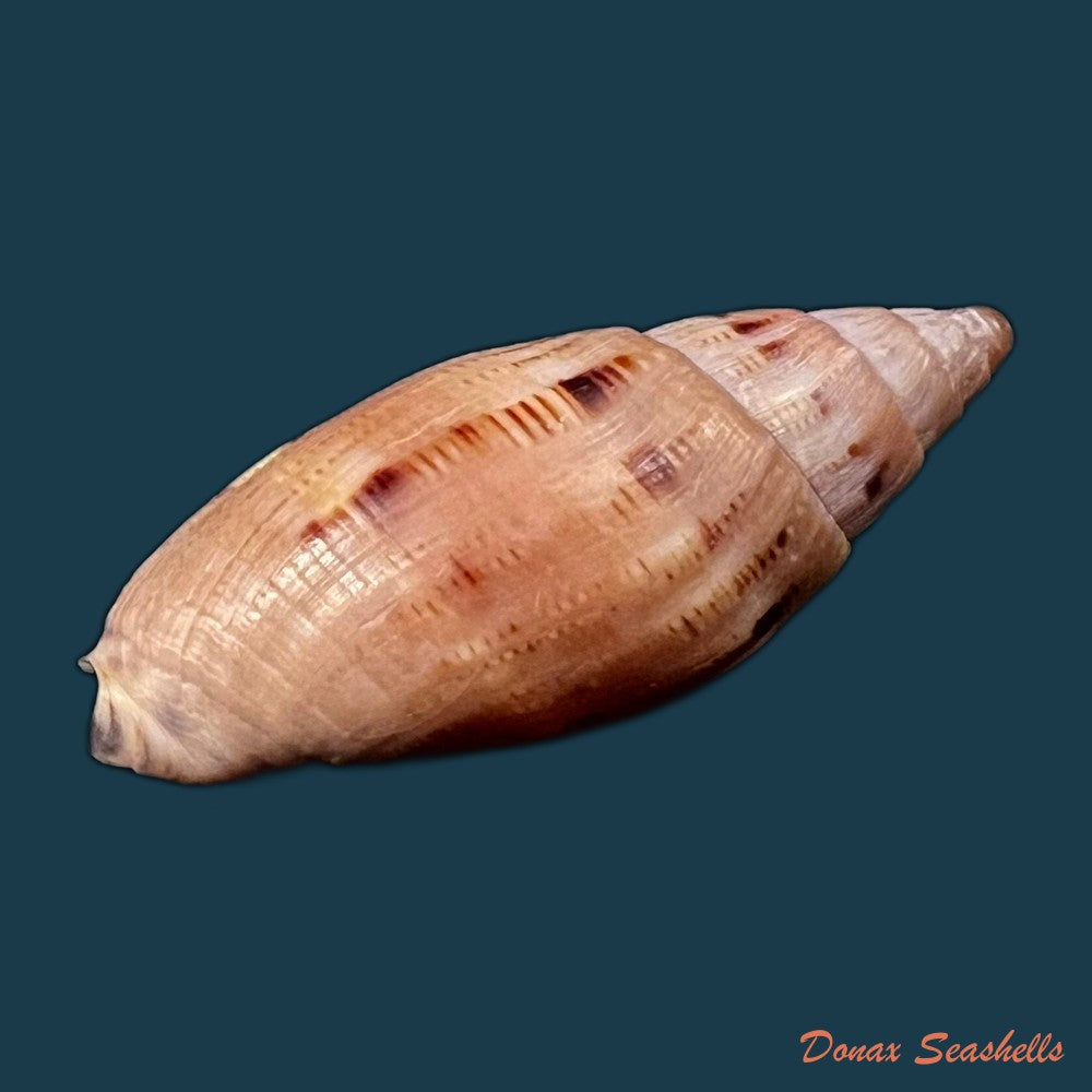 copia-de-lyria-patbaili-bouchet-1999-82-6mm