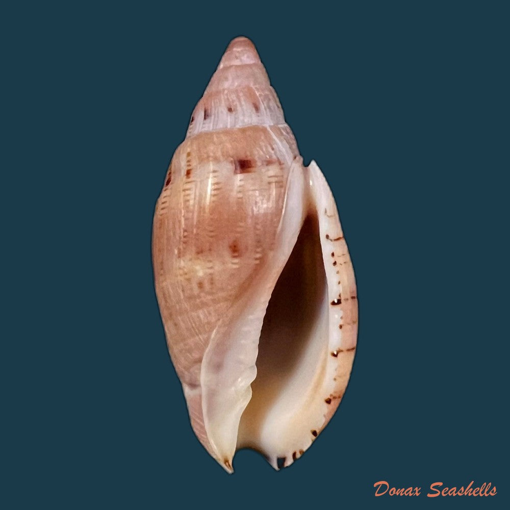 copia-de-lyria-patbaili-bouchet-1999-82-6mm