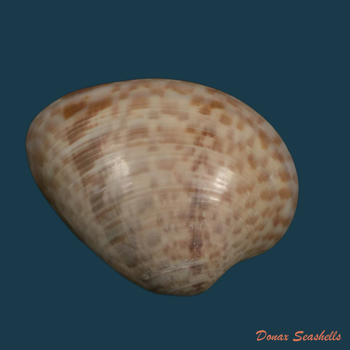 copia-de-macrocallista-maculata-linnaeus-1760