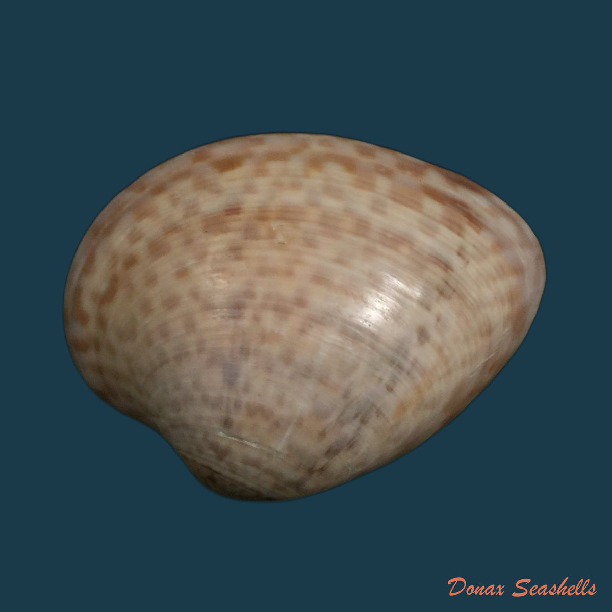 copia-de-macrocallista-maculata-linnaeus-1760