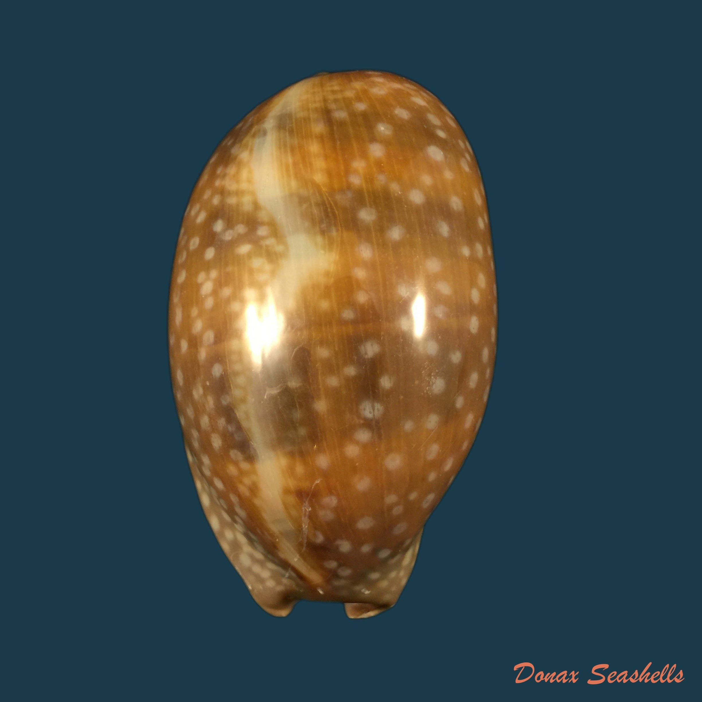 copia-de-macrocypraea-cervinetta-kiener-1844-59-8mm